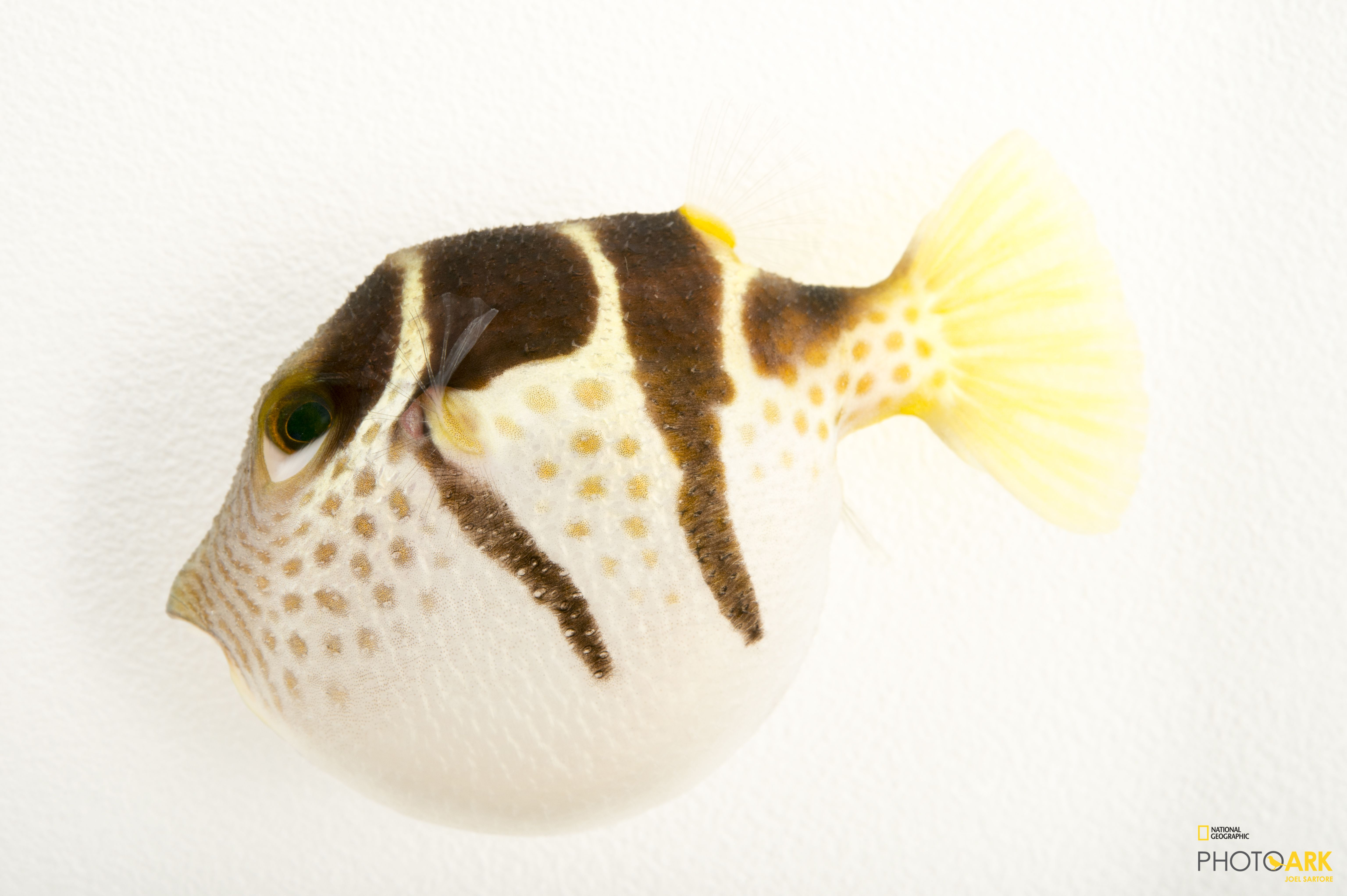 Photo Ark Home Valentini's Sharpnose Puffer National Geographic Society