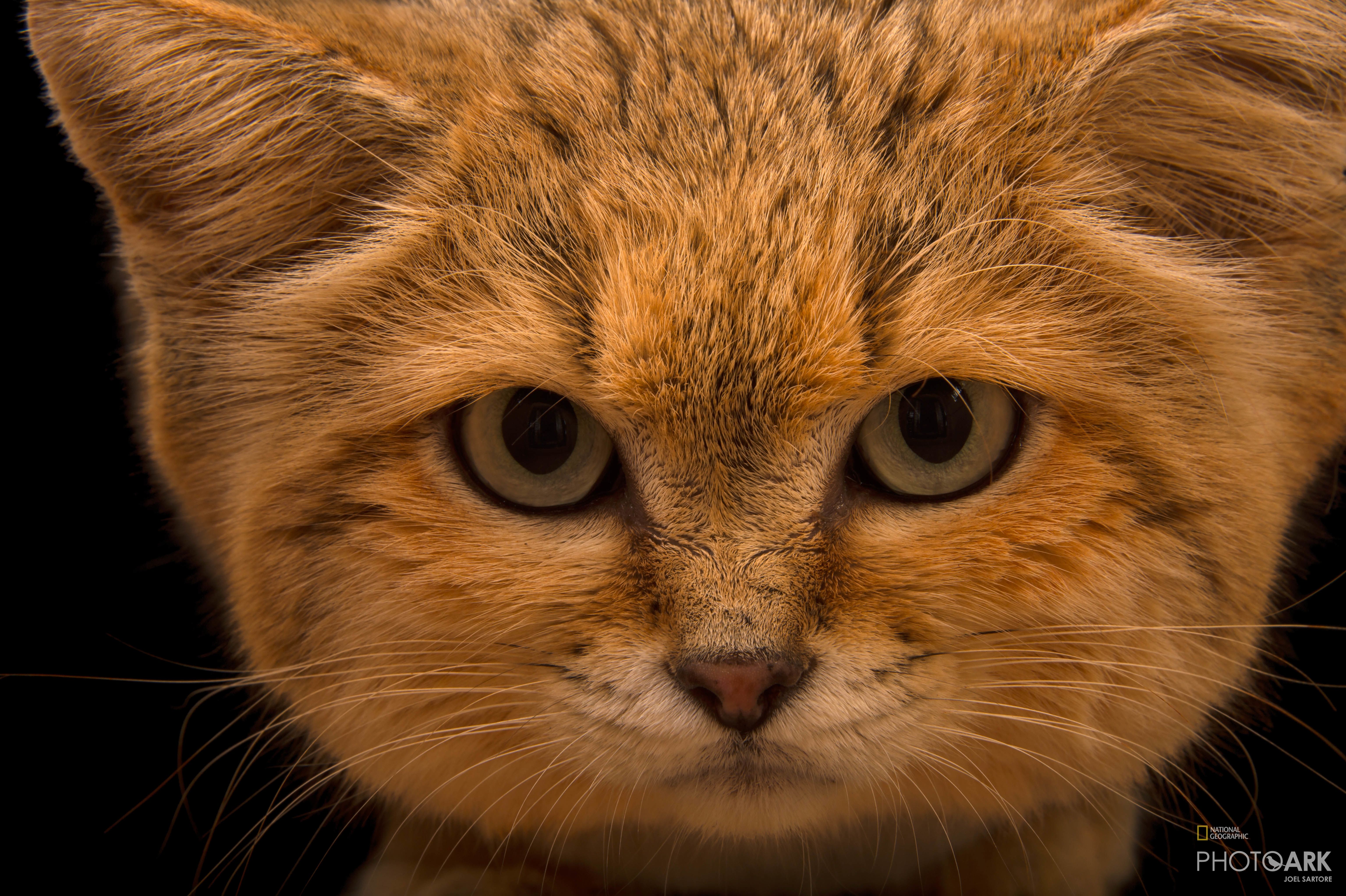 Rare Sand Cat Kittens Delight Visitors In Israel