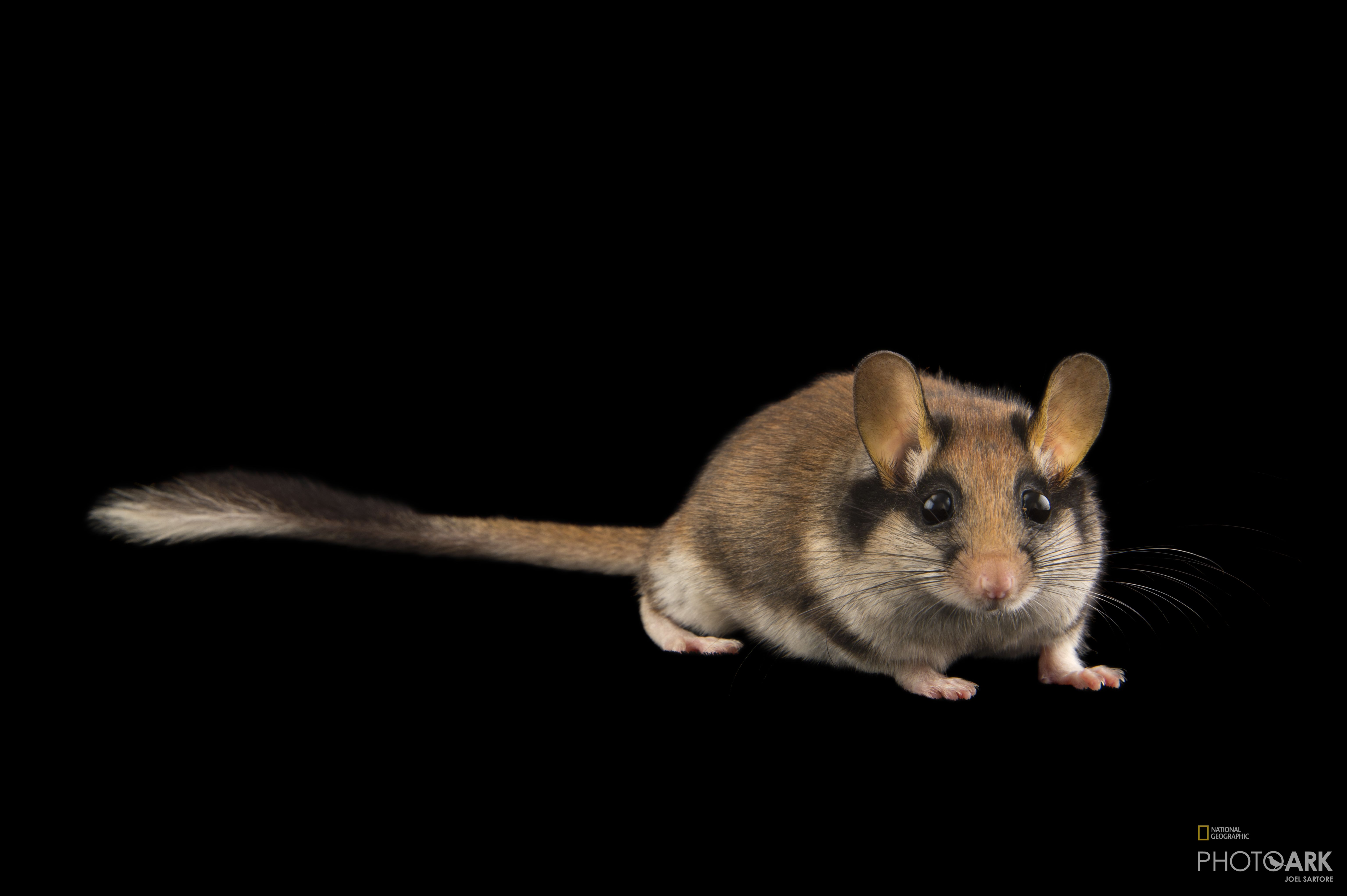 Photo Ark Home Garden Dormouse National Geographic Society