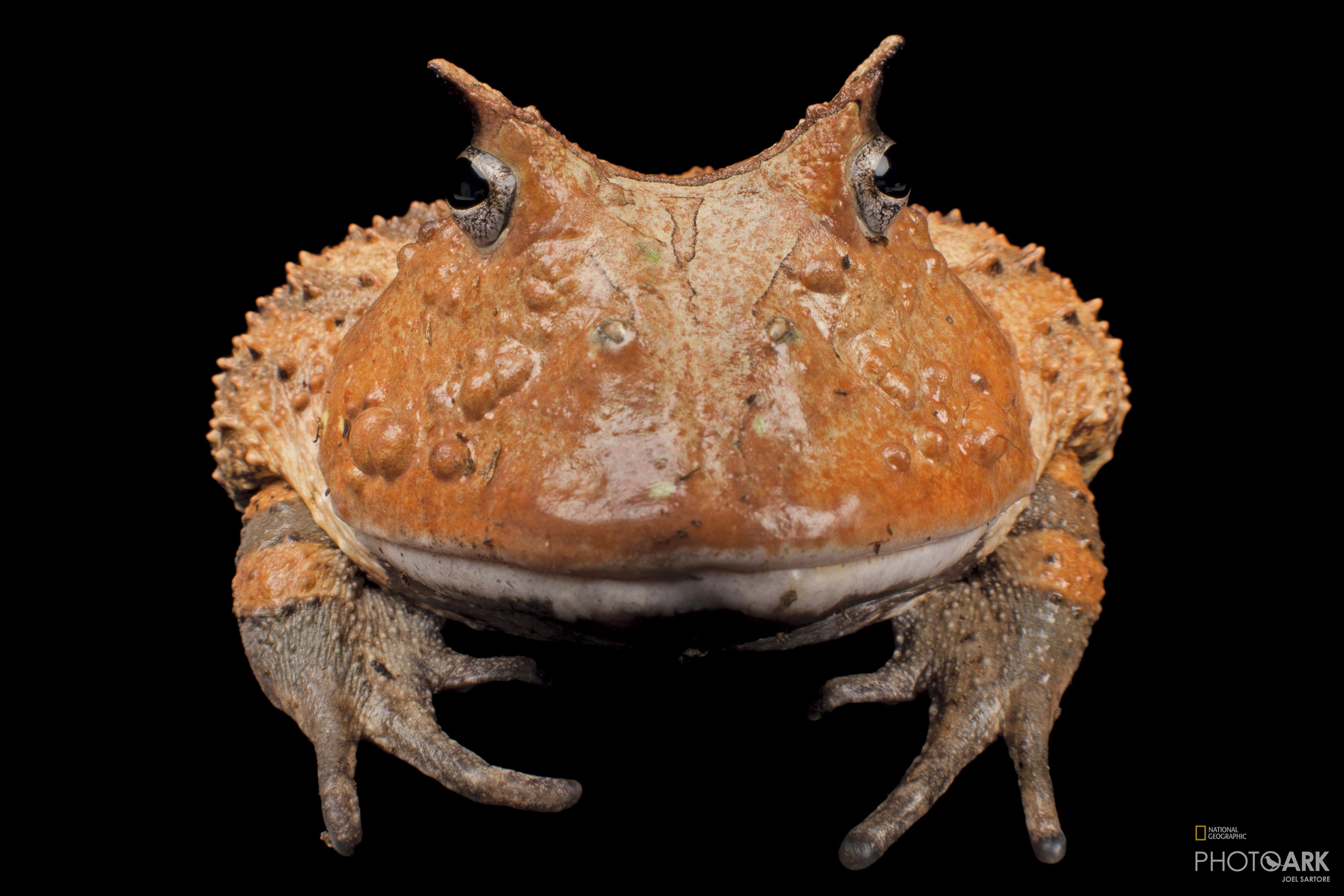 Photo Ark Home Horned Frog National Geographic Society