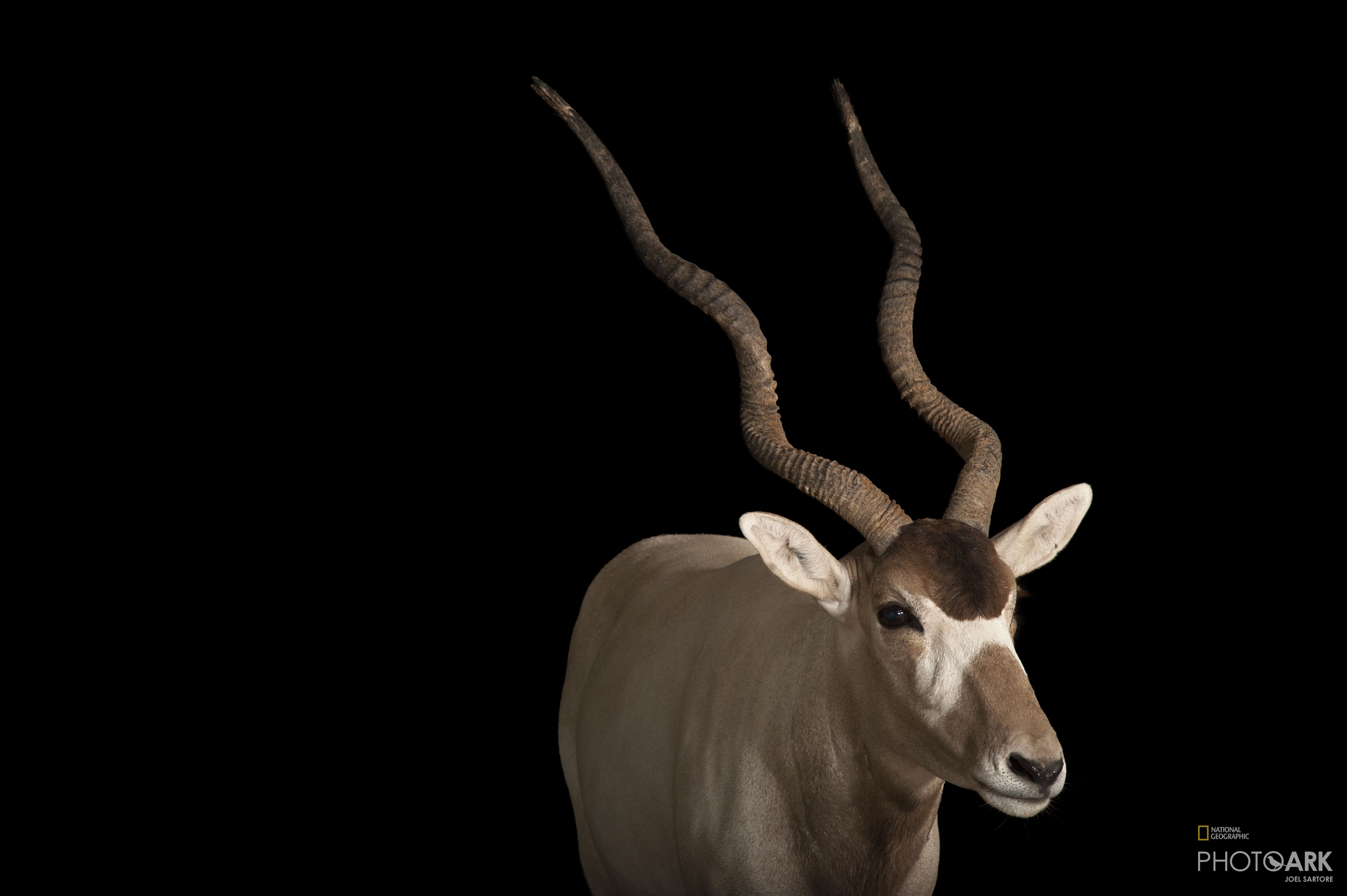 Photo Ark Home Portrait Of A Critically Endangered Addax National Geographic Society
