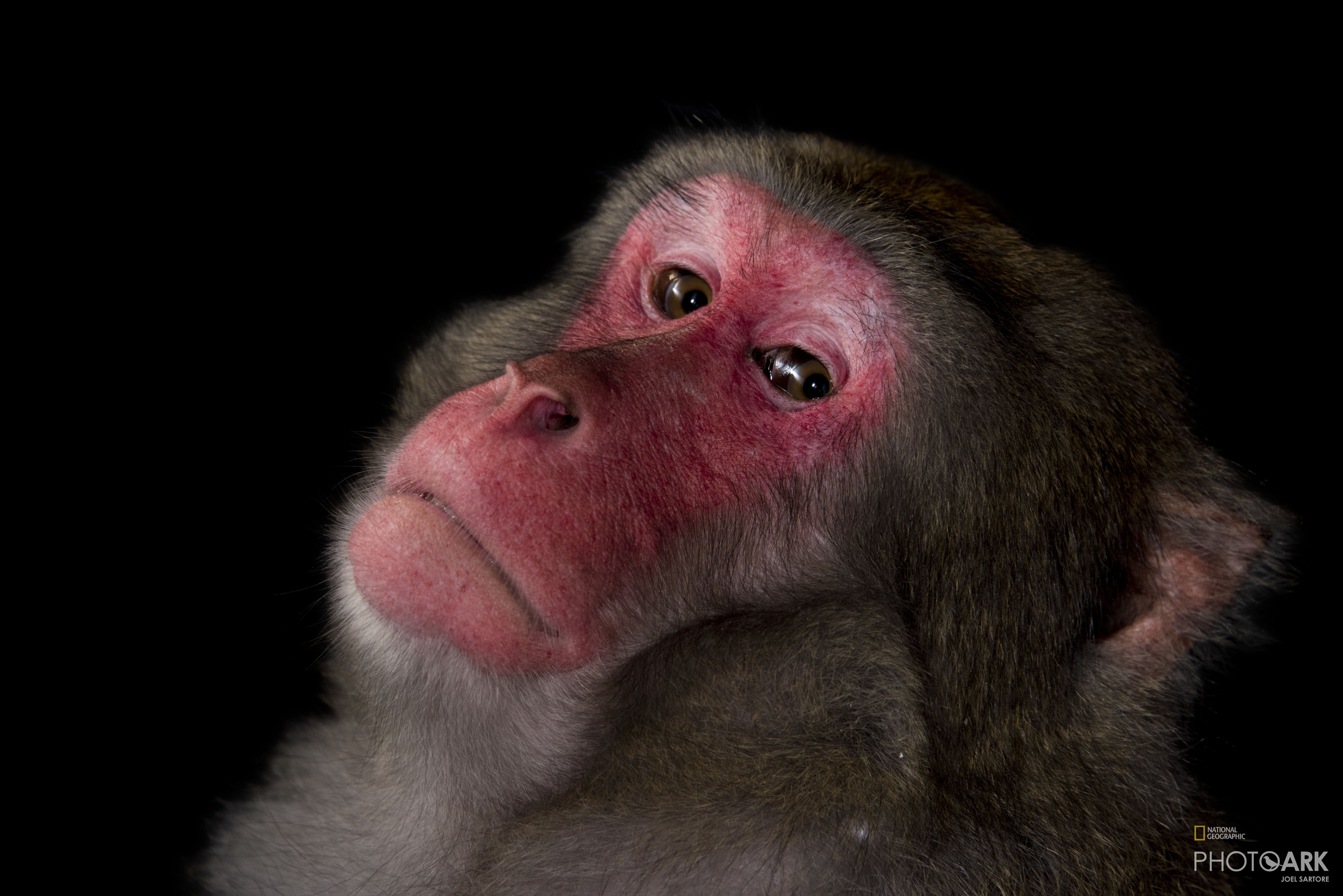 Photo Ark Home Male Japanese Macaque Or Snow Monkey National Geographic Society
