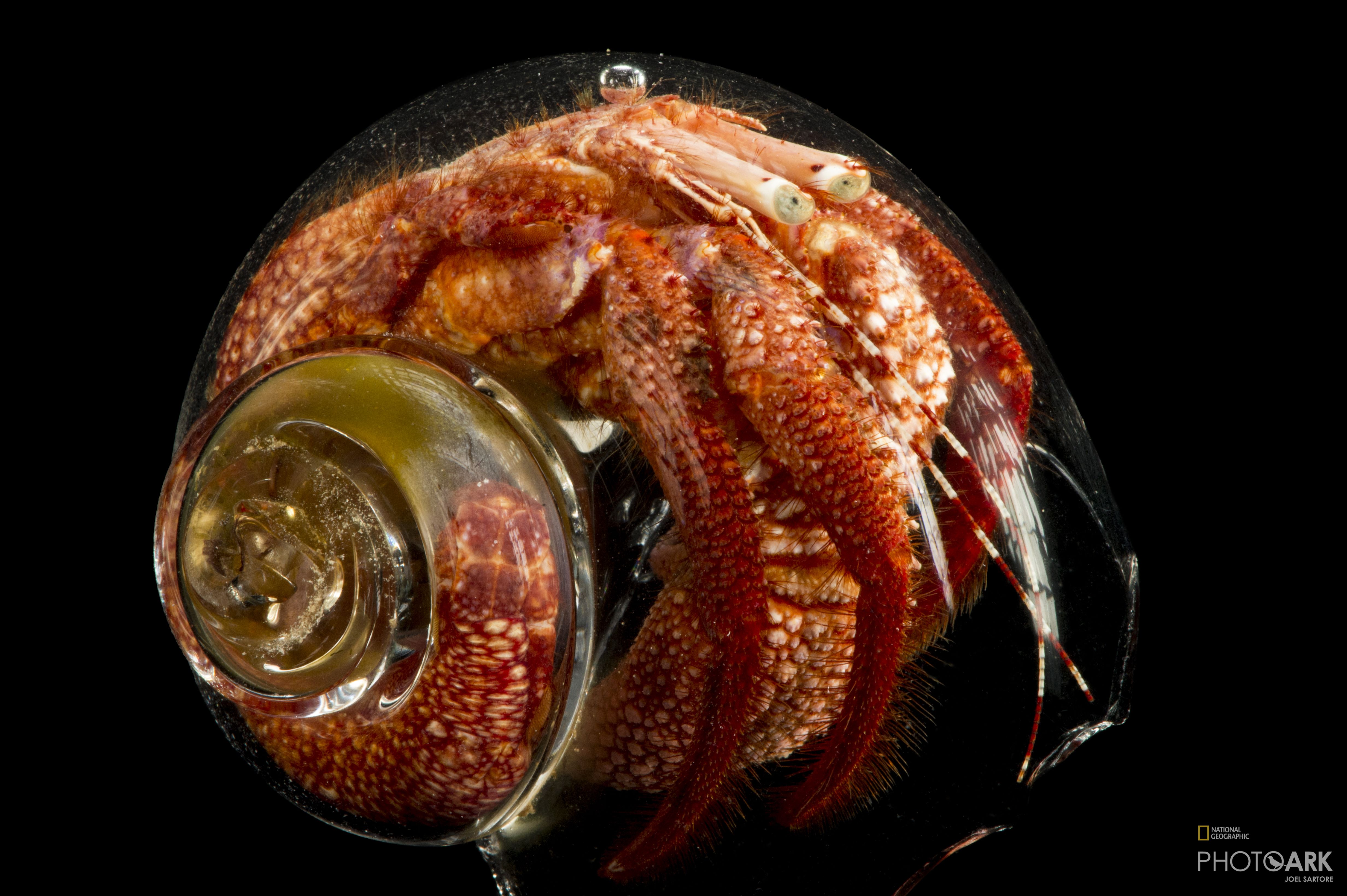 Photo Ark Home Giant Red Hermit Crab National Geographic Society