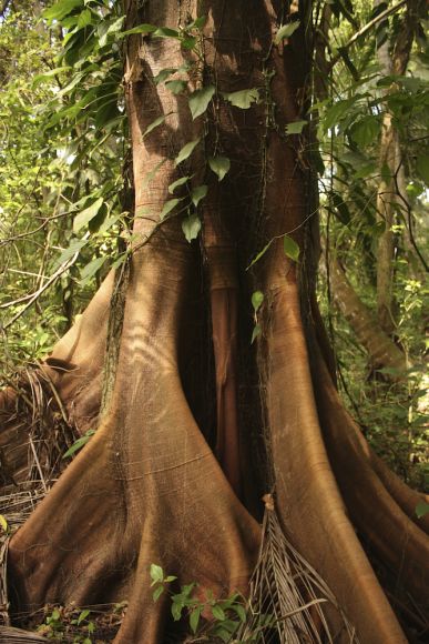 tropical rainforest producers consumers and decomposers