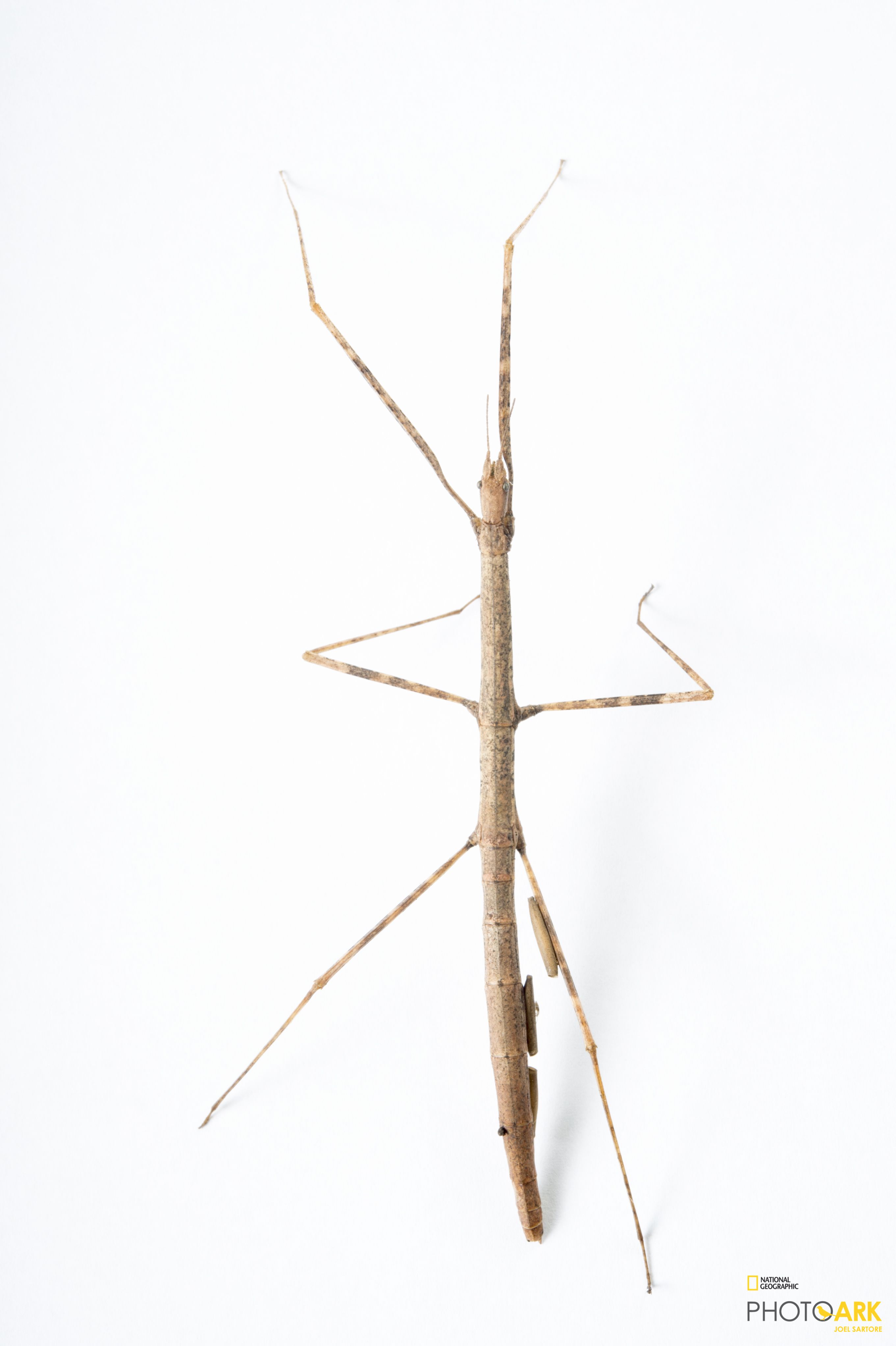 Photo Ark Home The Eggs Of The Andaman Island Stick Insect National