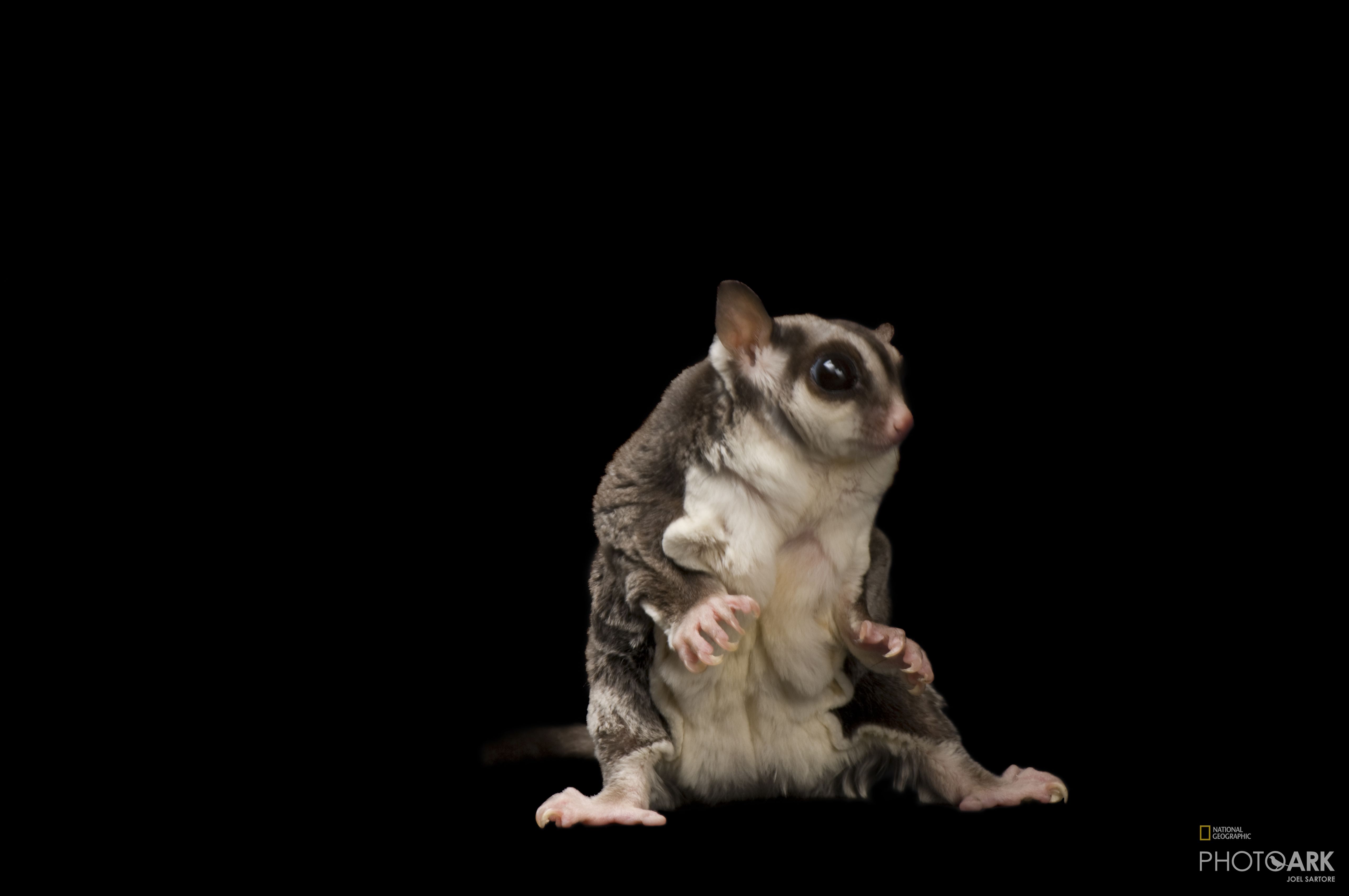Photo Ark Home Sugar Glider National Geographic Society