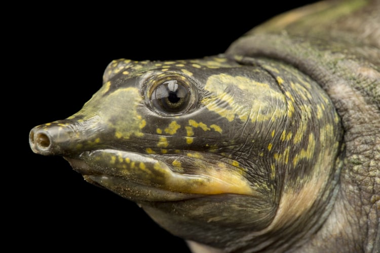 Photo Ark Home Indian Peacock Softshell Turtle | National Geographic ...
