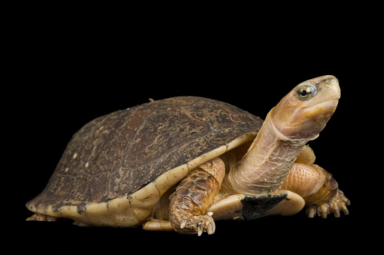 Photo Ark Home Mccord's Box Turtle | National Geographic Society