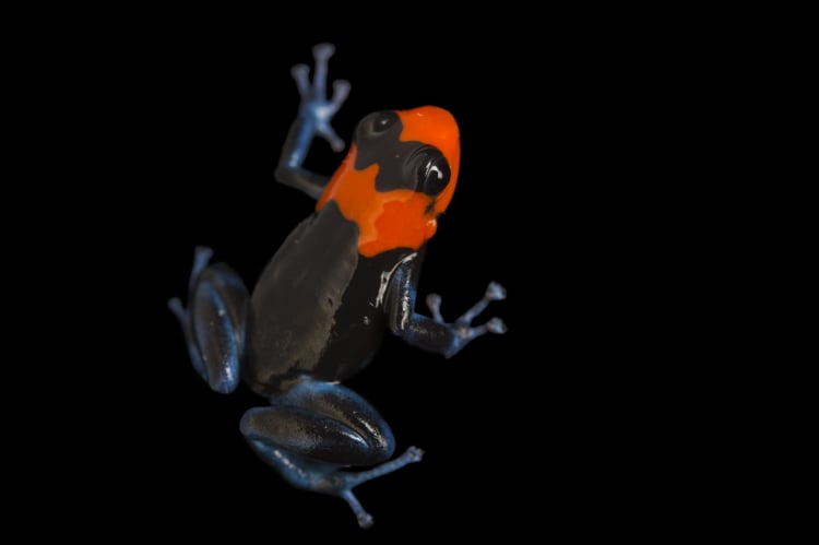 Vulnerable Blessed Dart Frog