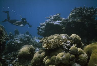 Test Your Knowledge On Marine Ecosystems National Geographic Society