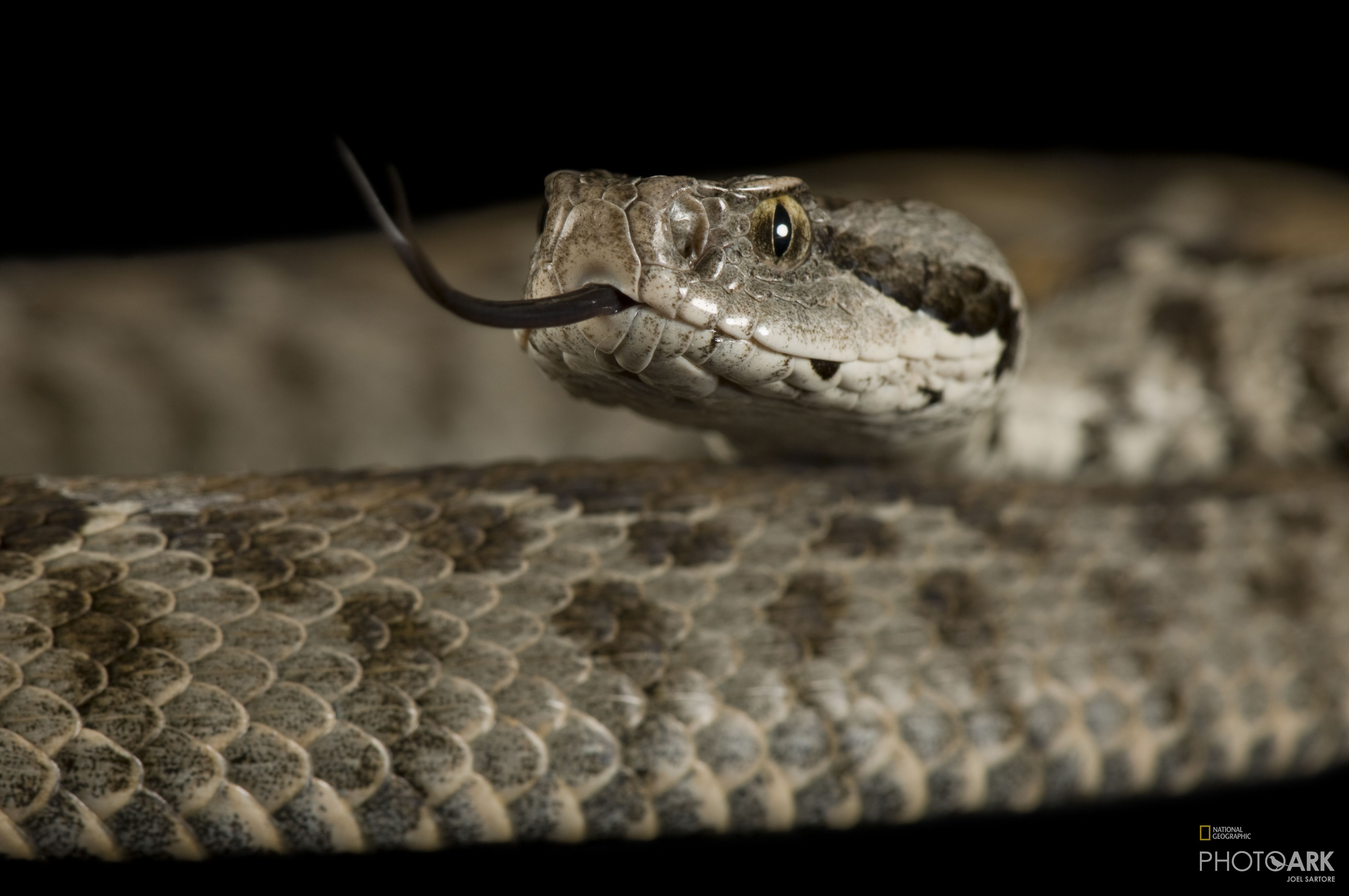 photo ark home ocellate mountain viper national geographic society