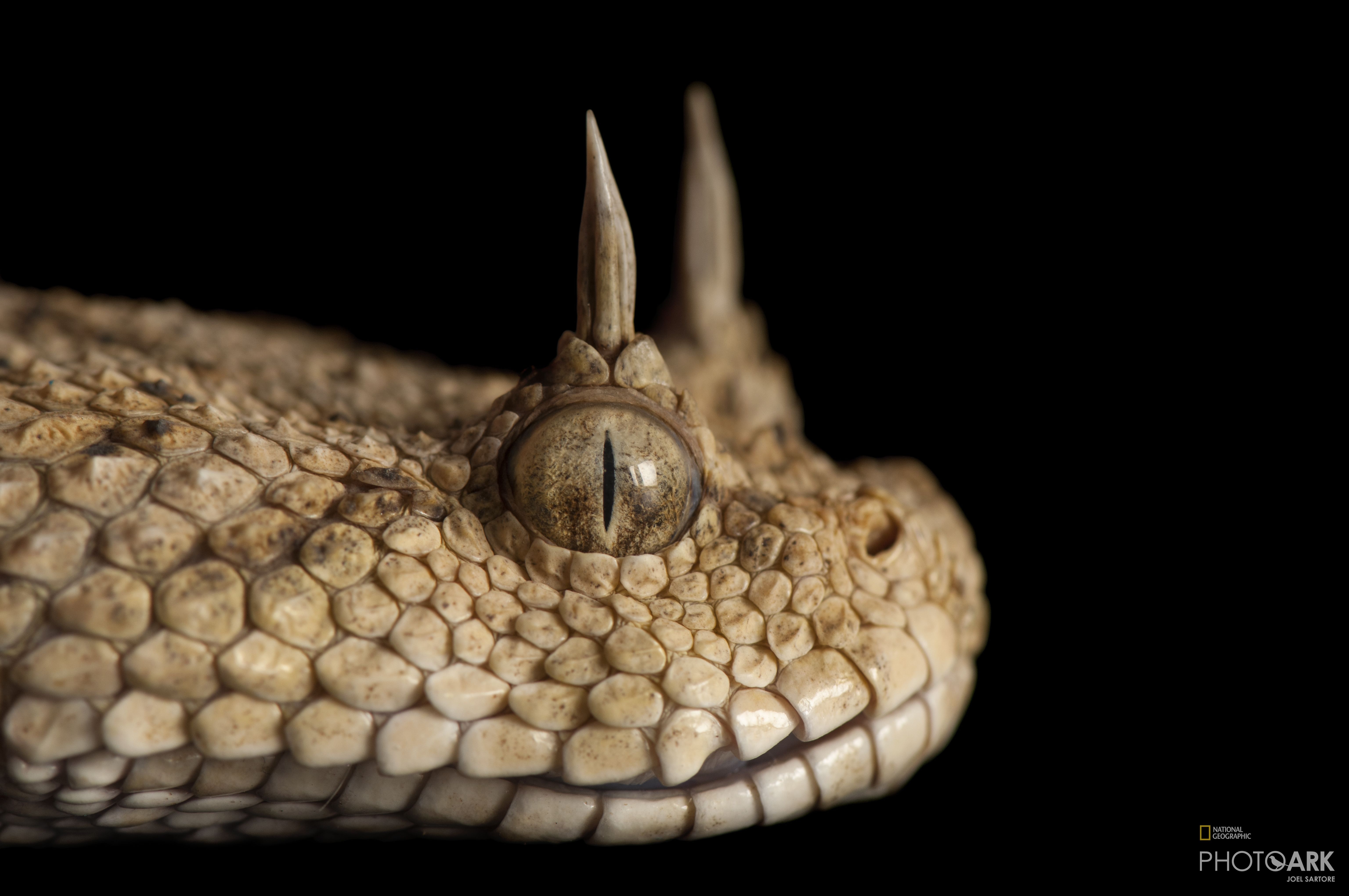 Photo Ark Home Desert Horned Viper National Geographic Society