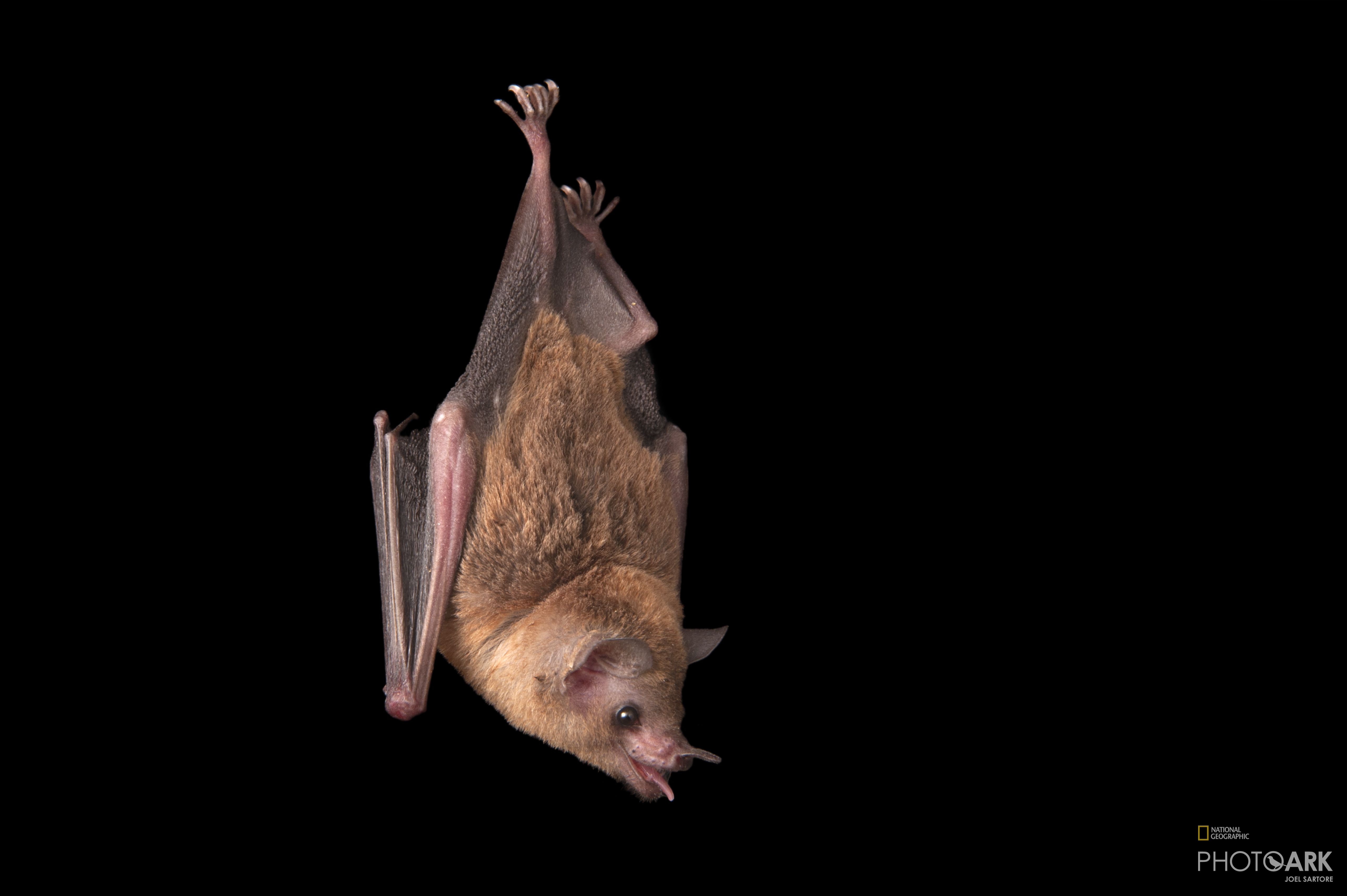 Photo Ark Home Pallas's Long Tongued Bat National Geographic Society