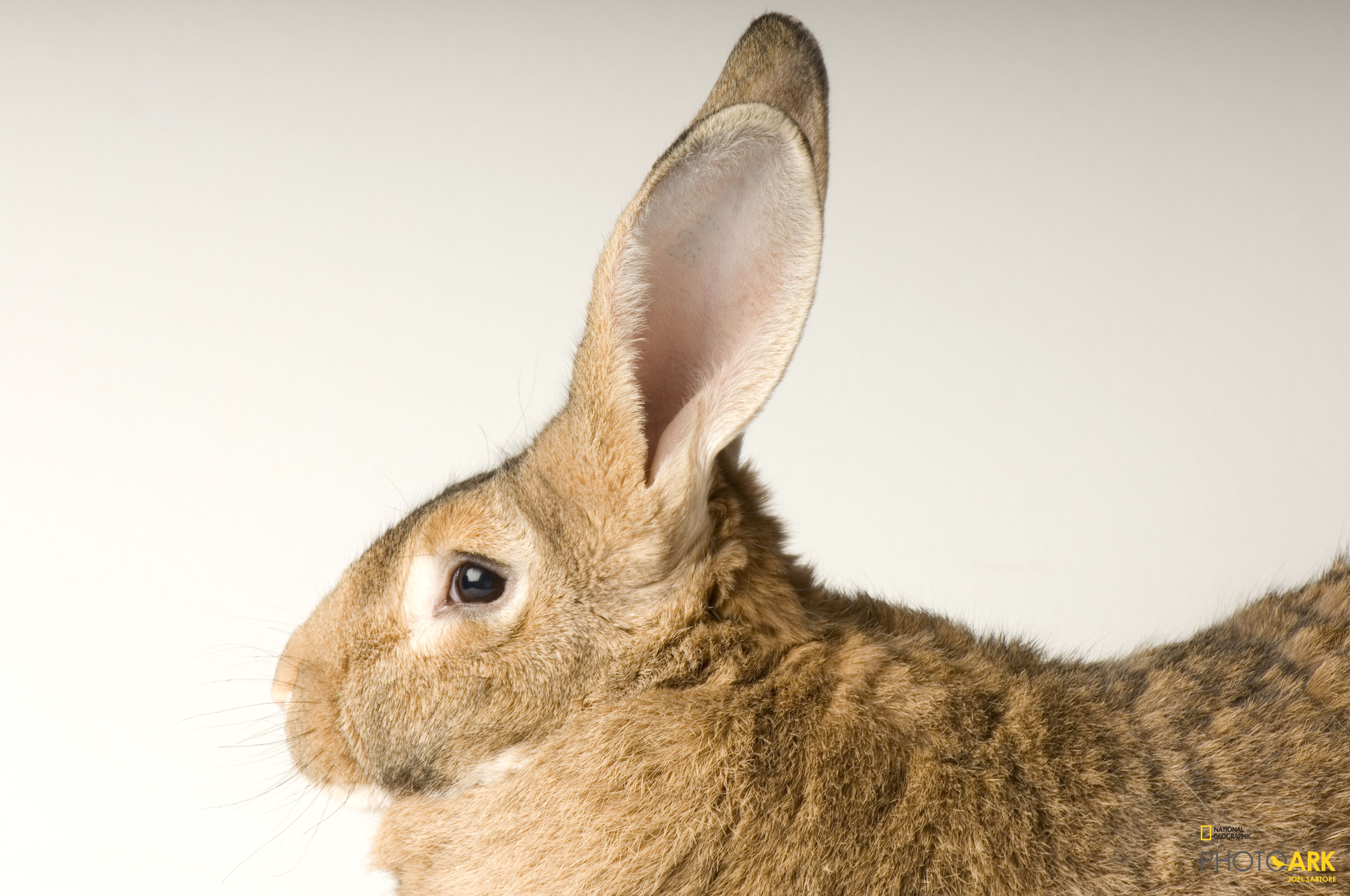 photo ark home flemish giant rabbit national geographic society