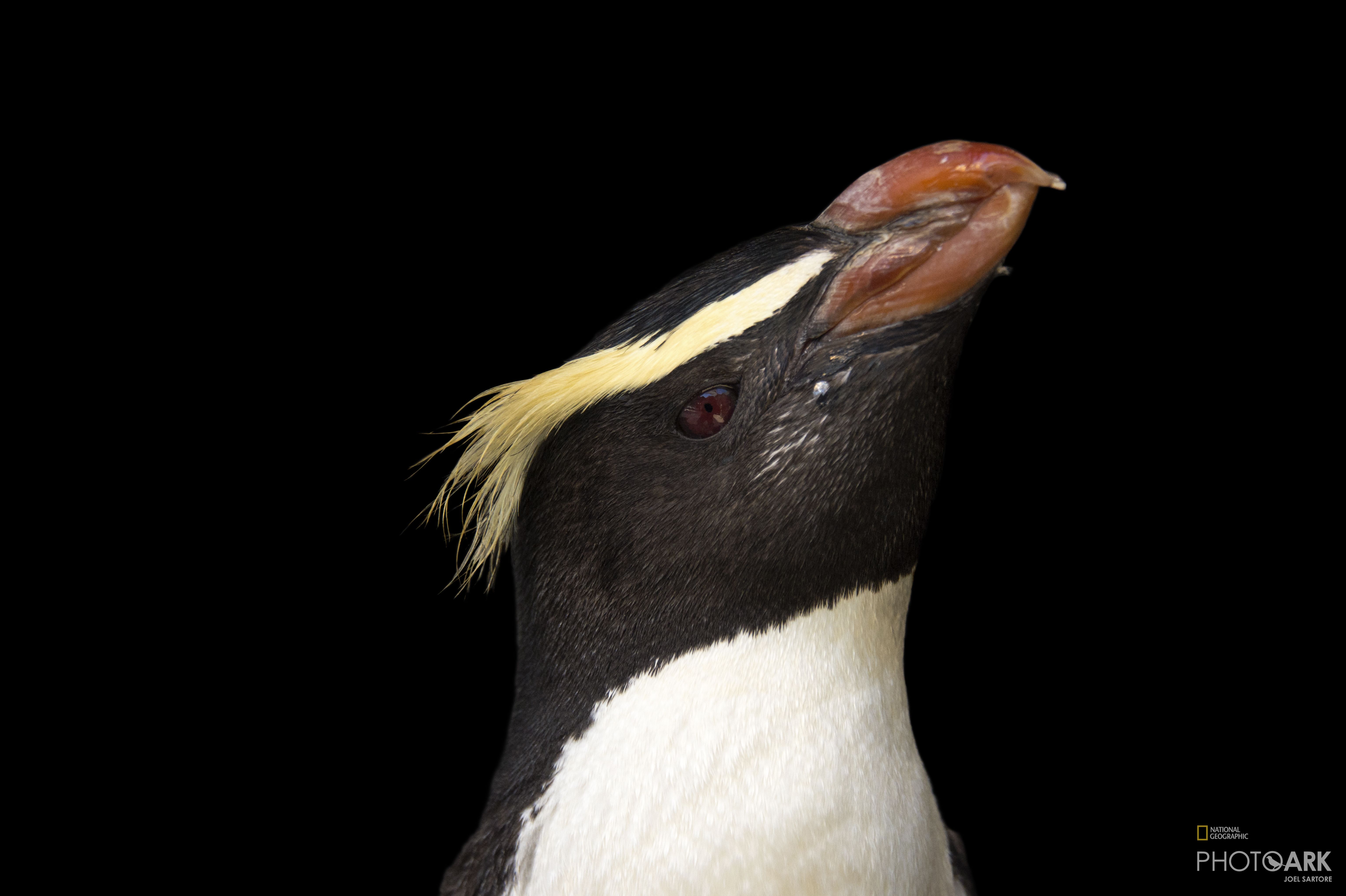 Photo Ark Home Vulnerable Fiordland Penguin National Geographic Society