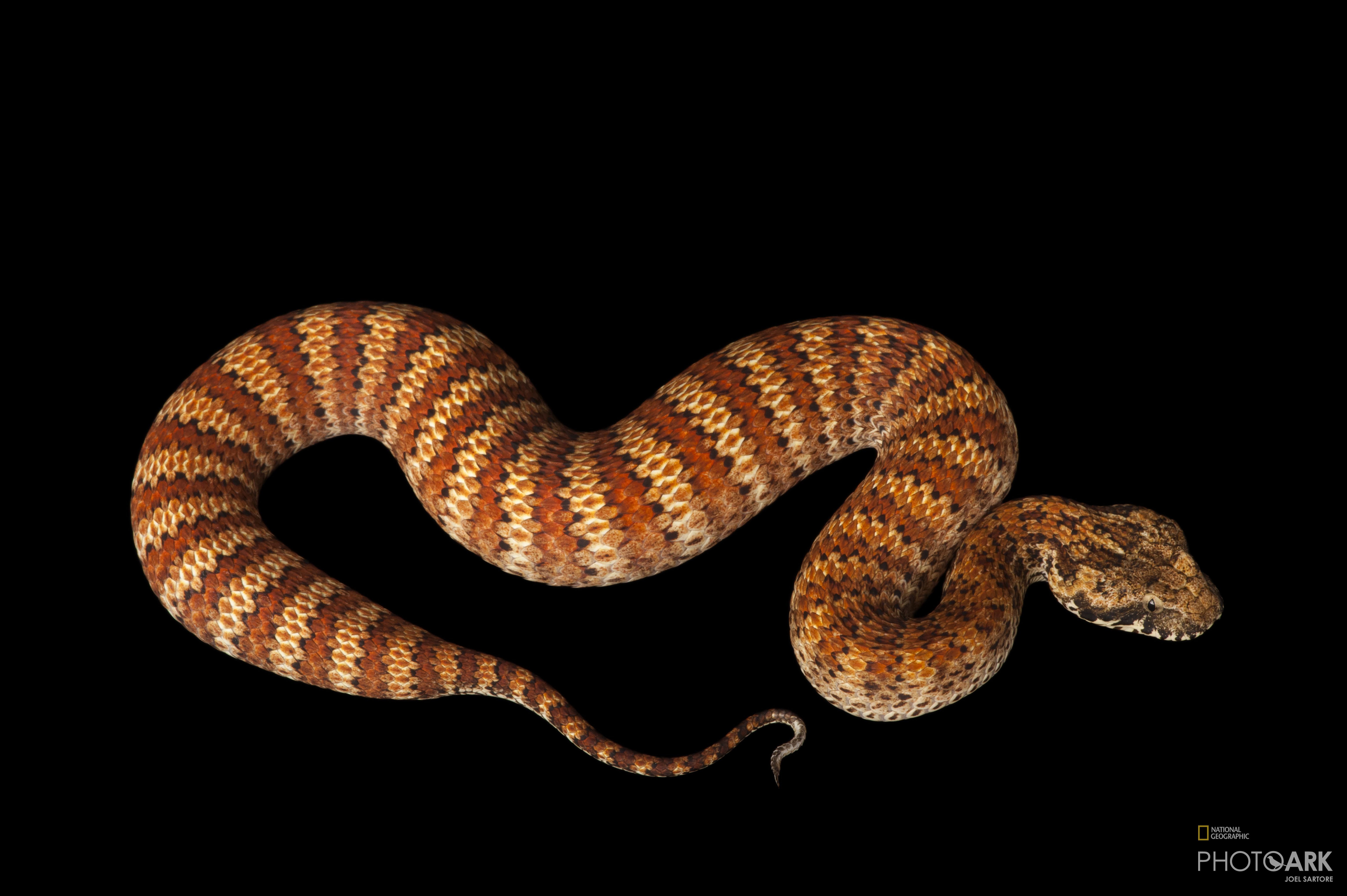 Ark Home Common Death Adder | National Geographic