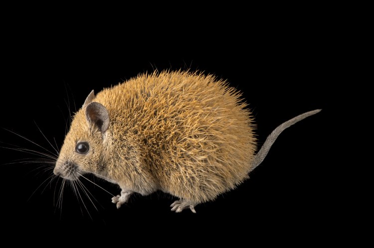 Photo Ark Home Golden Spiny Mouse | National Geographic Society