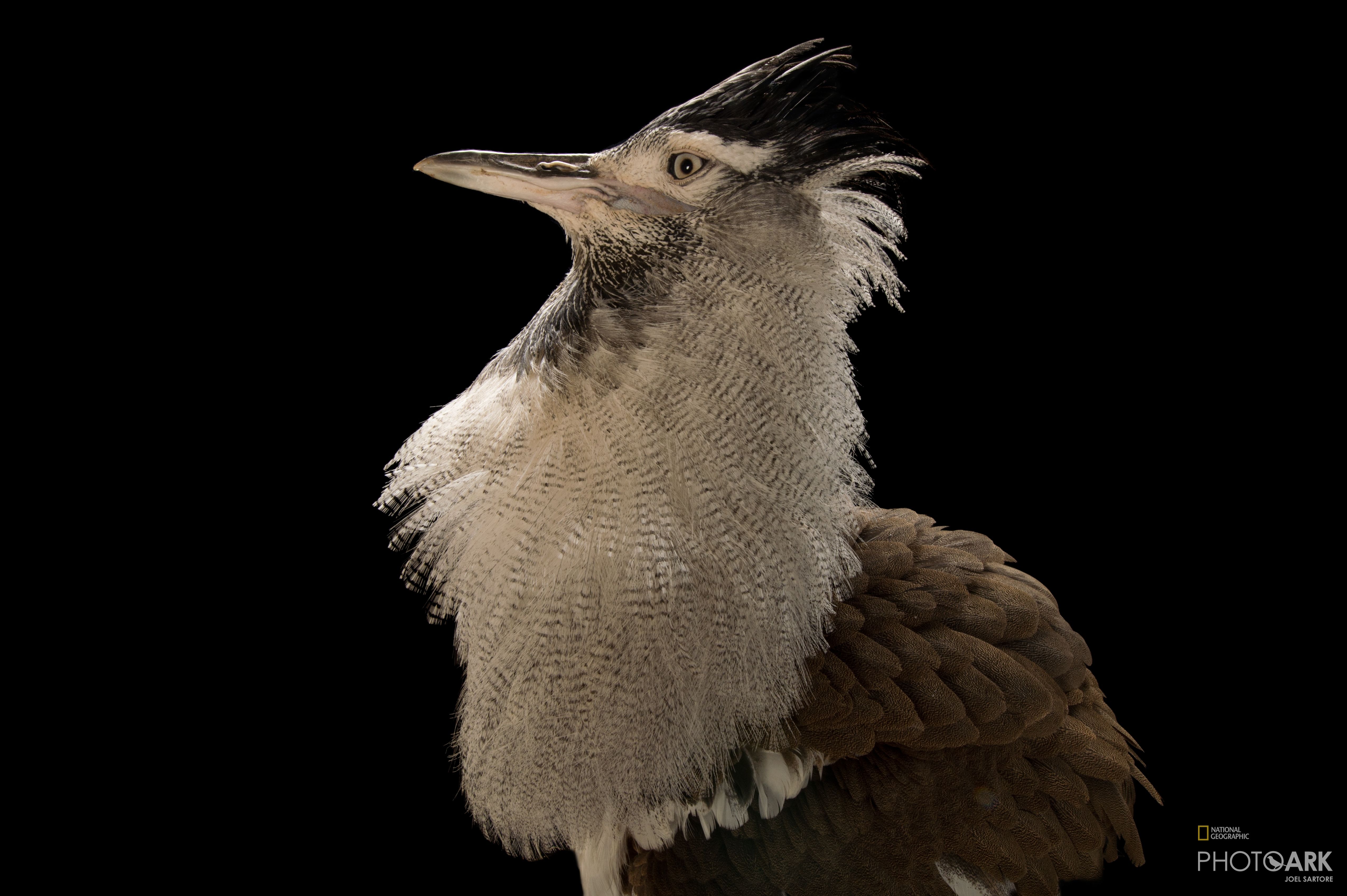 Photo Ark Home Kori Bustard National Geographic Society