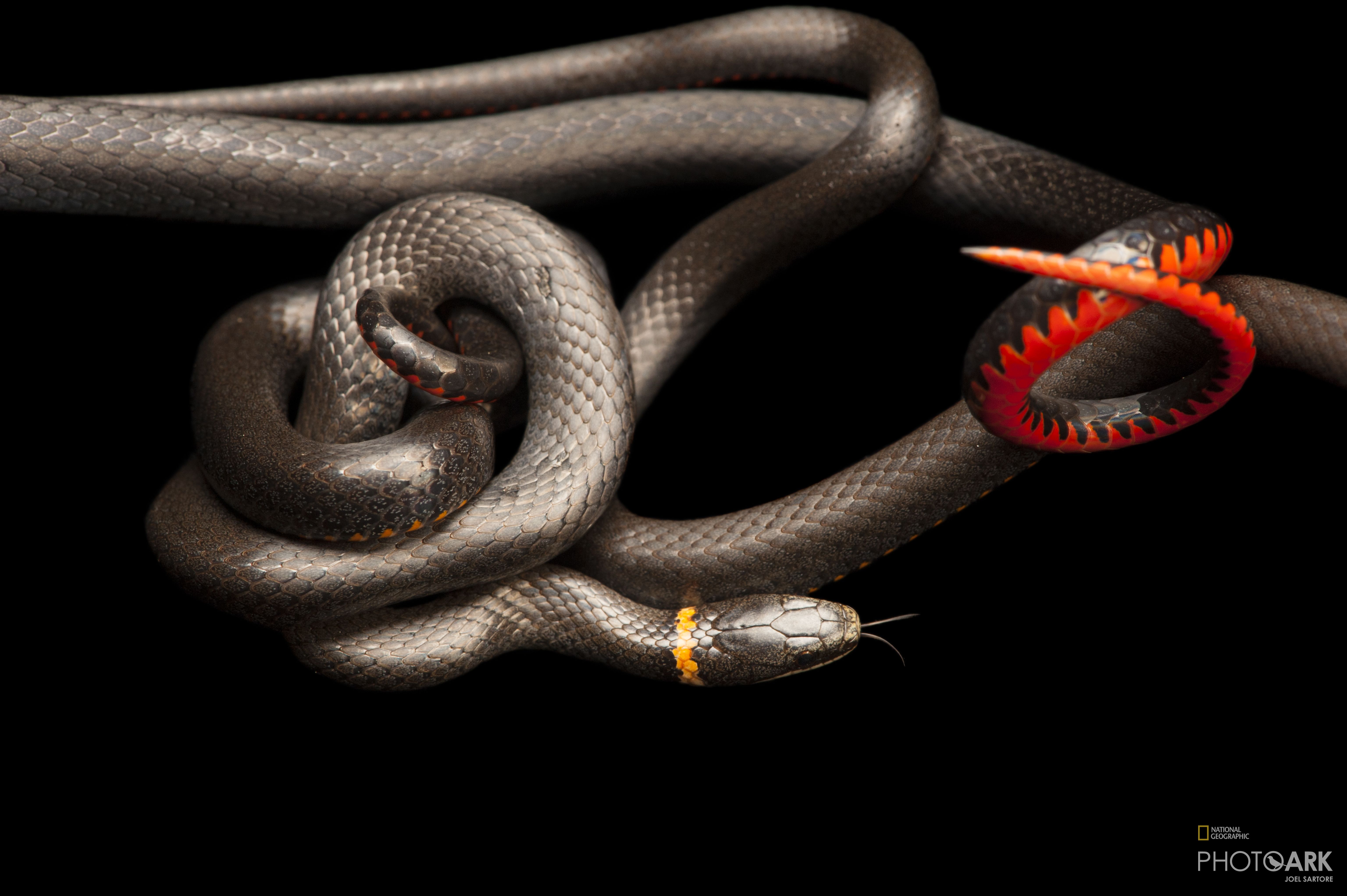 Photo Ark Home Regal Ringneck Snake National Geographic Society