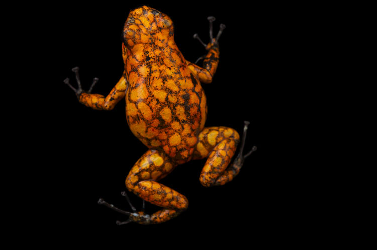 Photo Ark Home Oophaga Sylvatica National Geographic Society