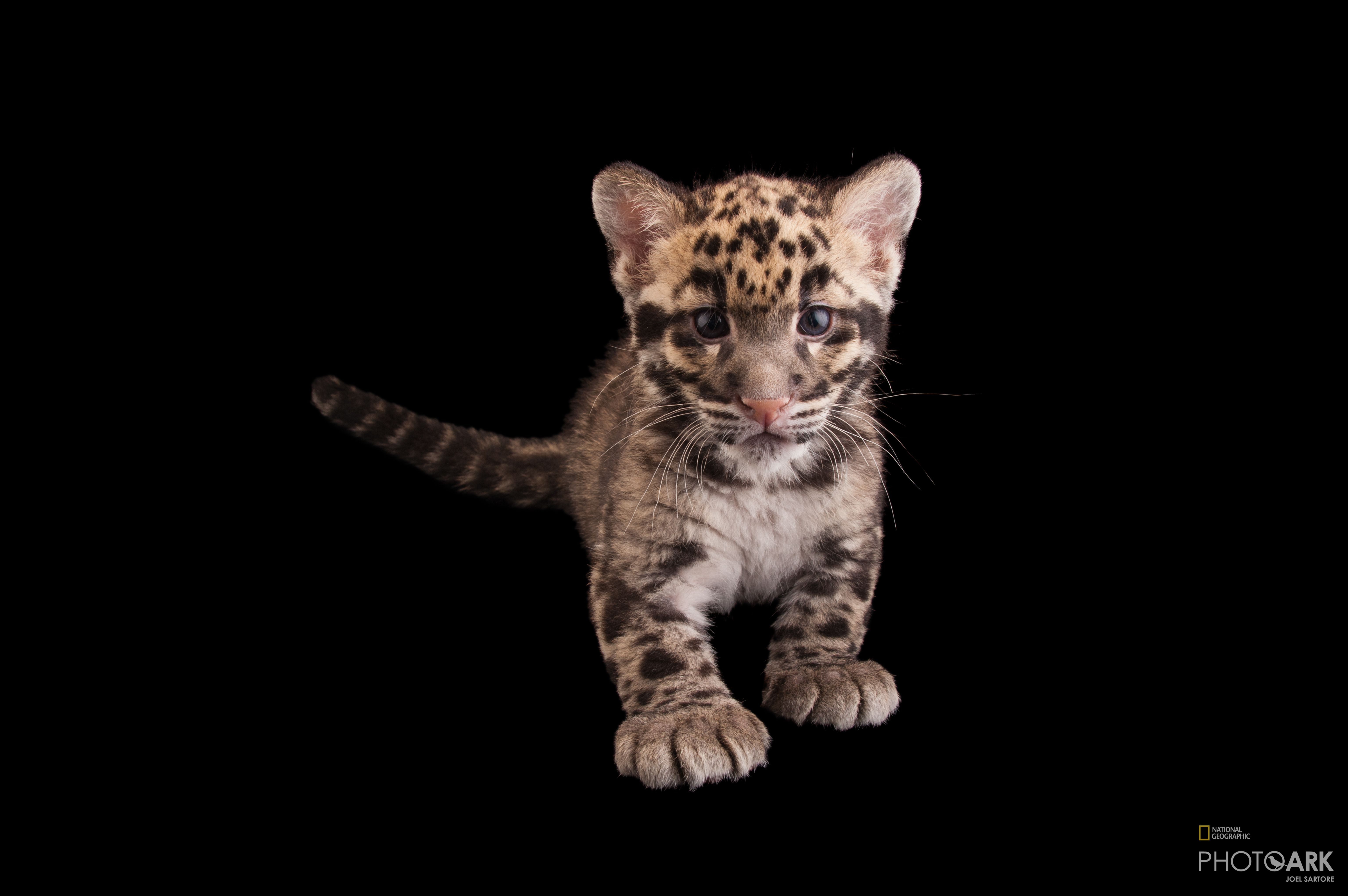 Photo Ark Home Federally Endangered Clouded Leopard National