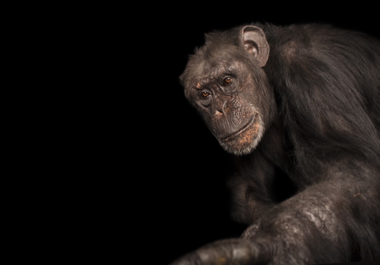 Photo Ark Home Three-Month-Old Baby Chimpanzee | National Geographic