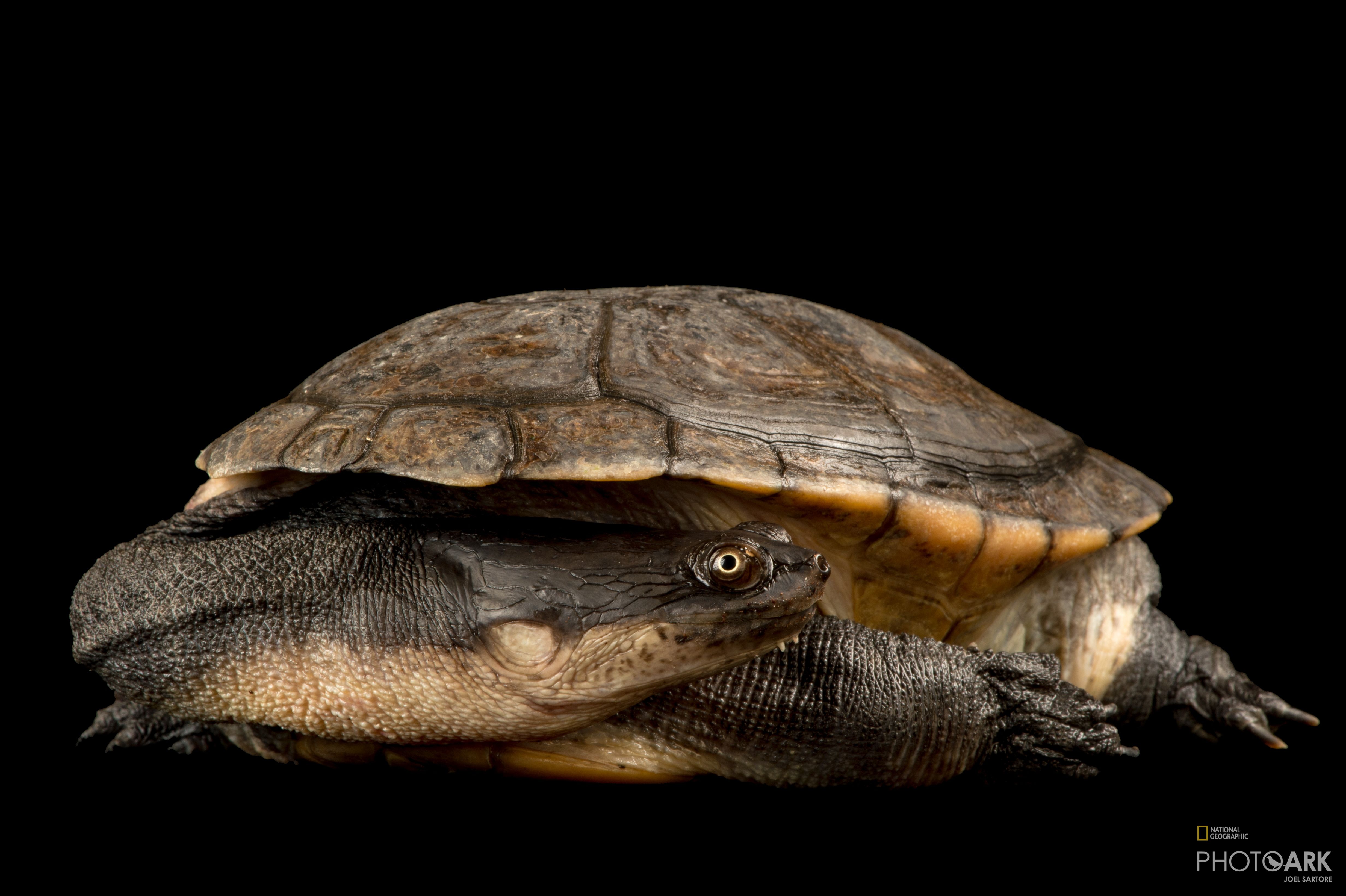 Chelodina oblonga