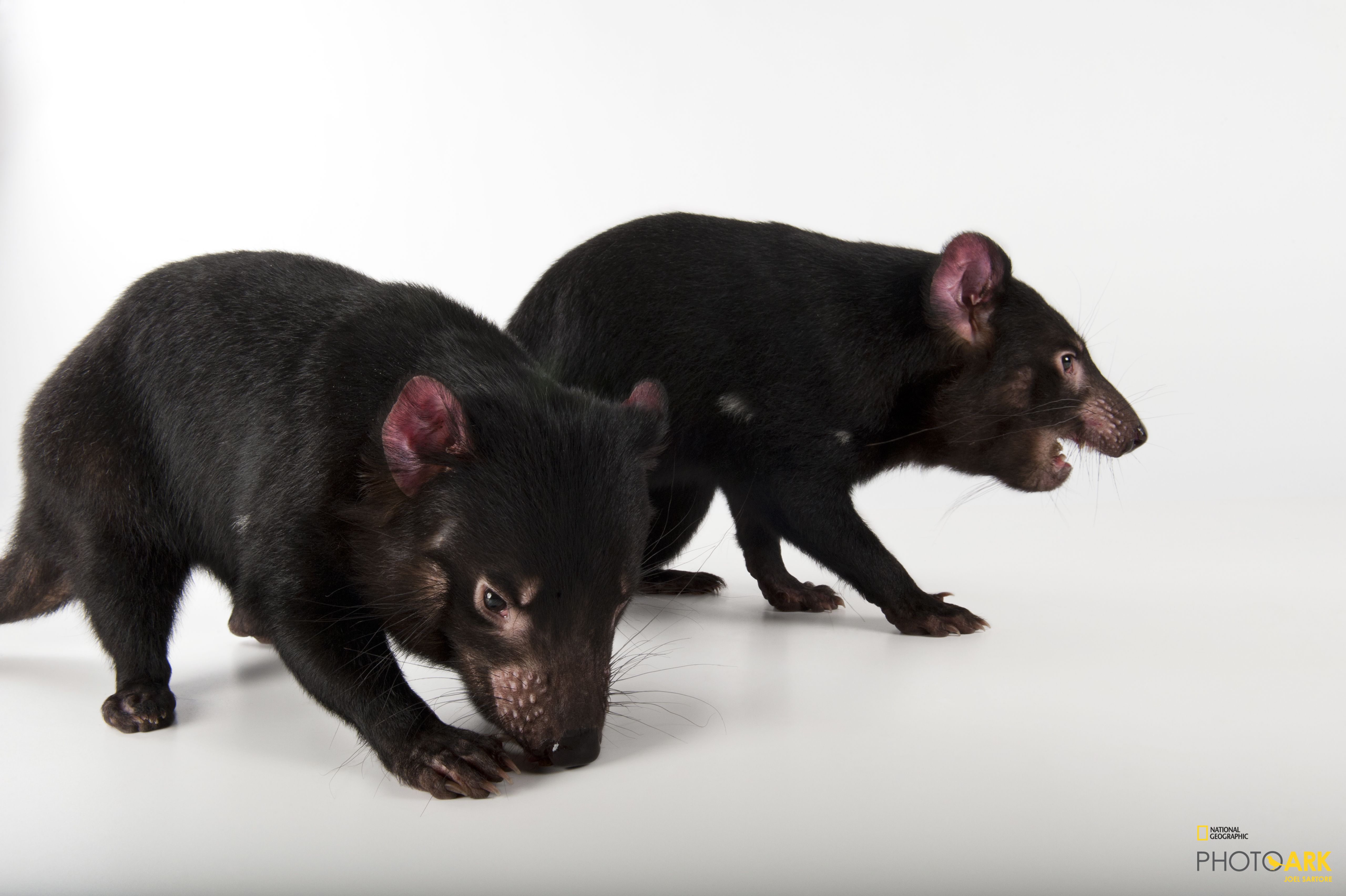 Photo Ark Home Tasmanian Devil National Geographic Society