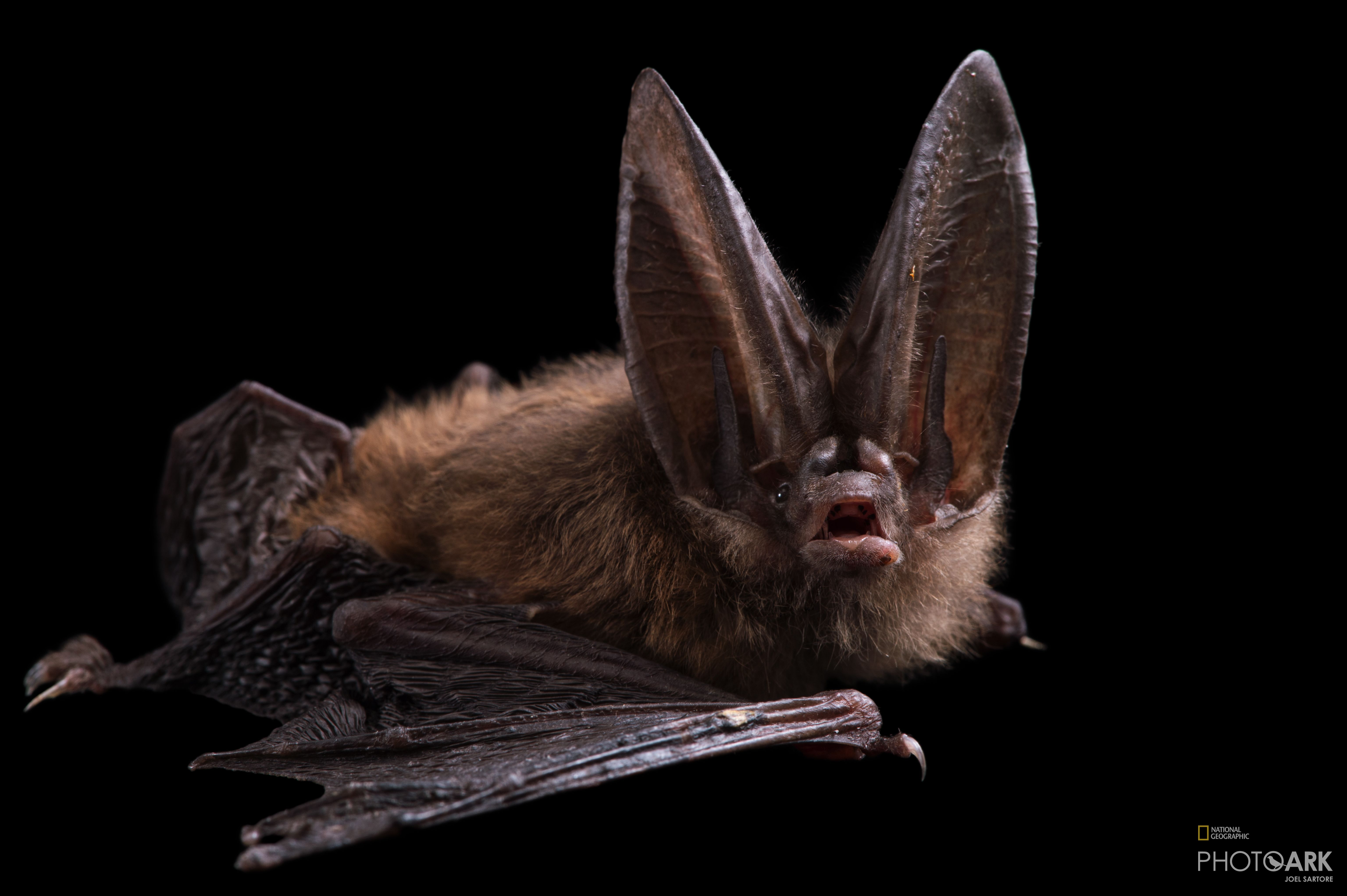 Photo Ark Home Townsend's BigEared Bat National Geographic Society