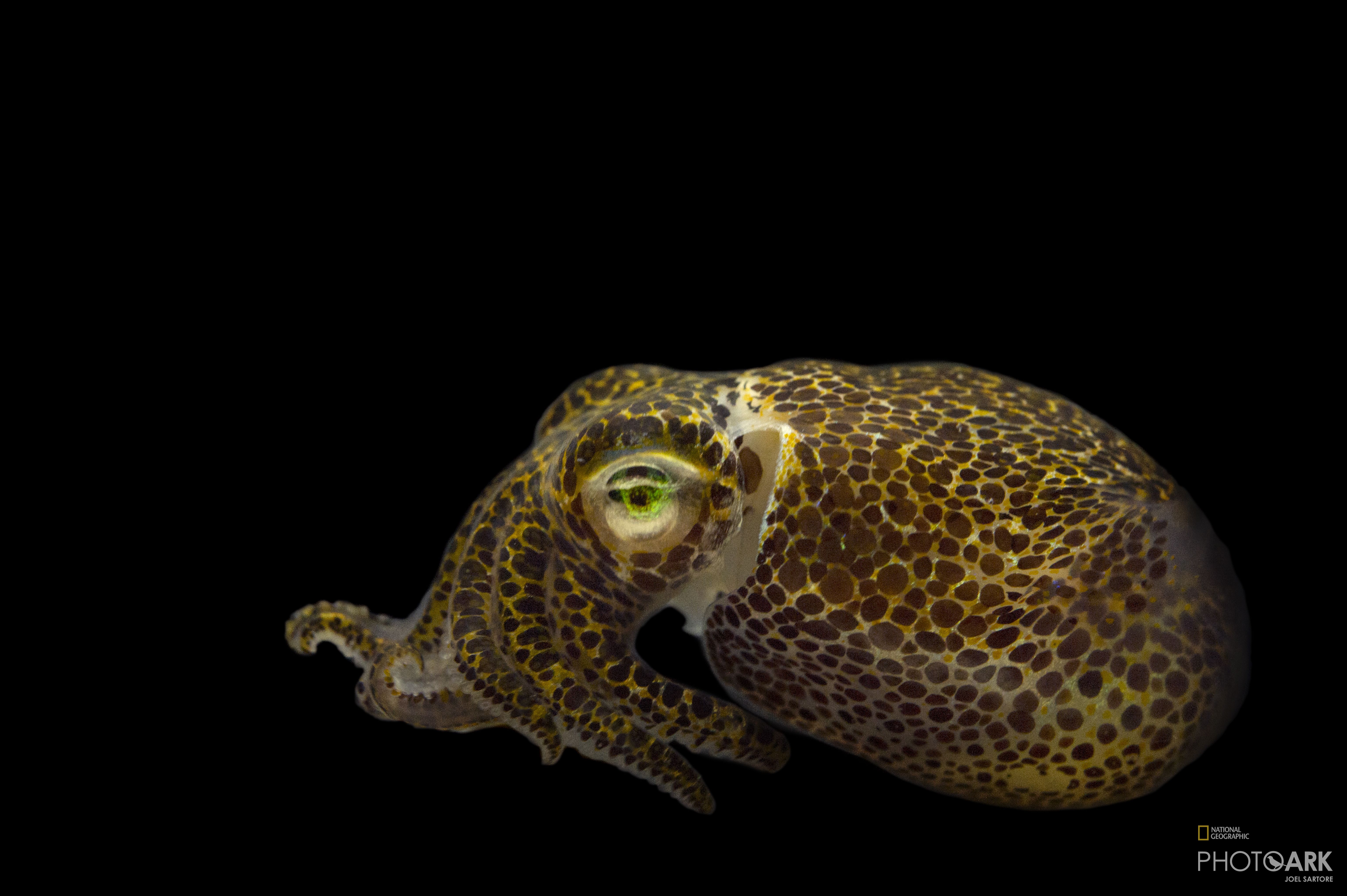 Photo Ark Home Bobtail Squid National Geographic Society Aliivibrio species are capable of bioluminescence and are known to form symbiotic relationships with marine organisms that predominantly exist in temperate waters. photo ark home bobtail squid national geographic society