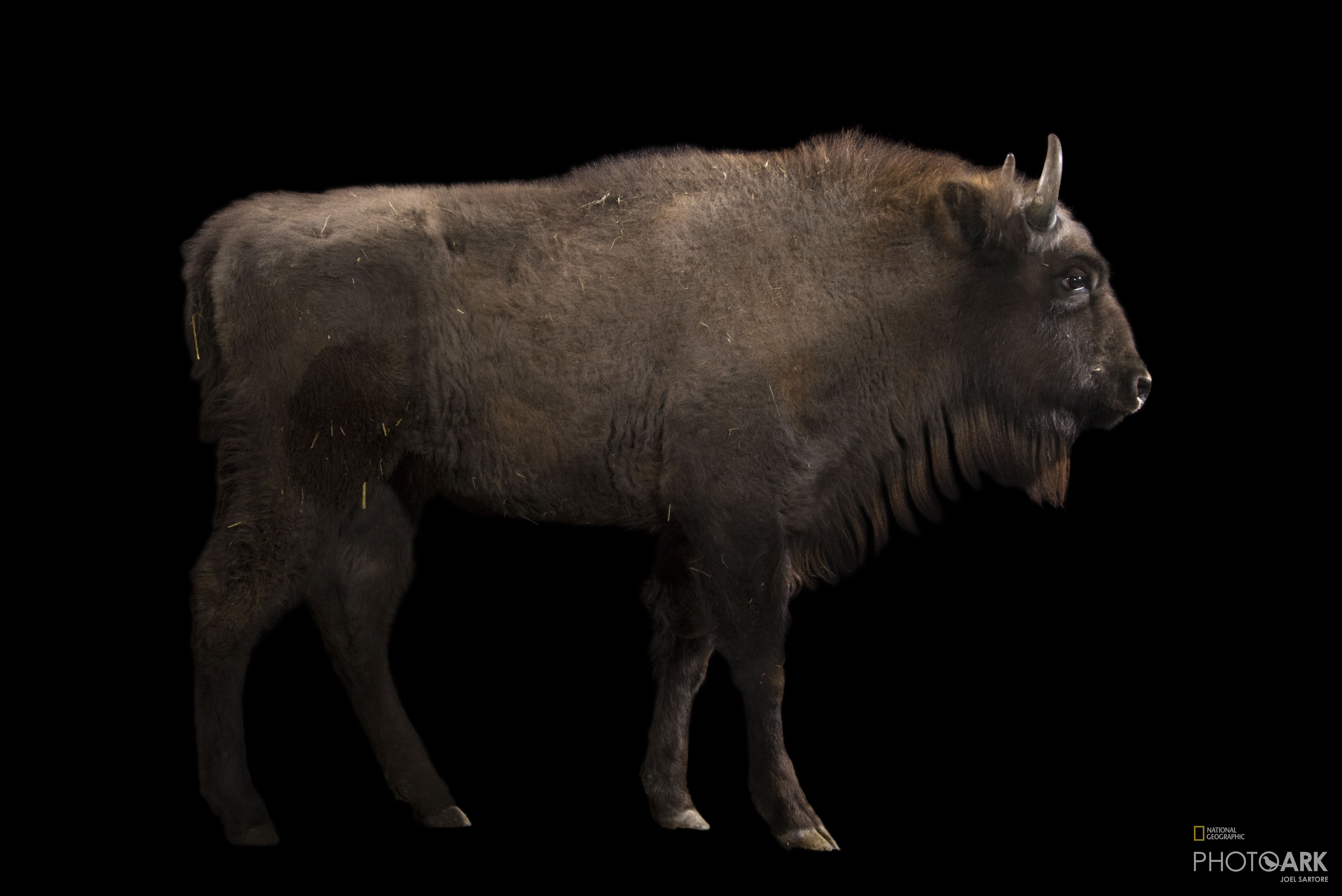 Photo Ark Home Vulnerable European Wisent National Geographic Society