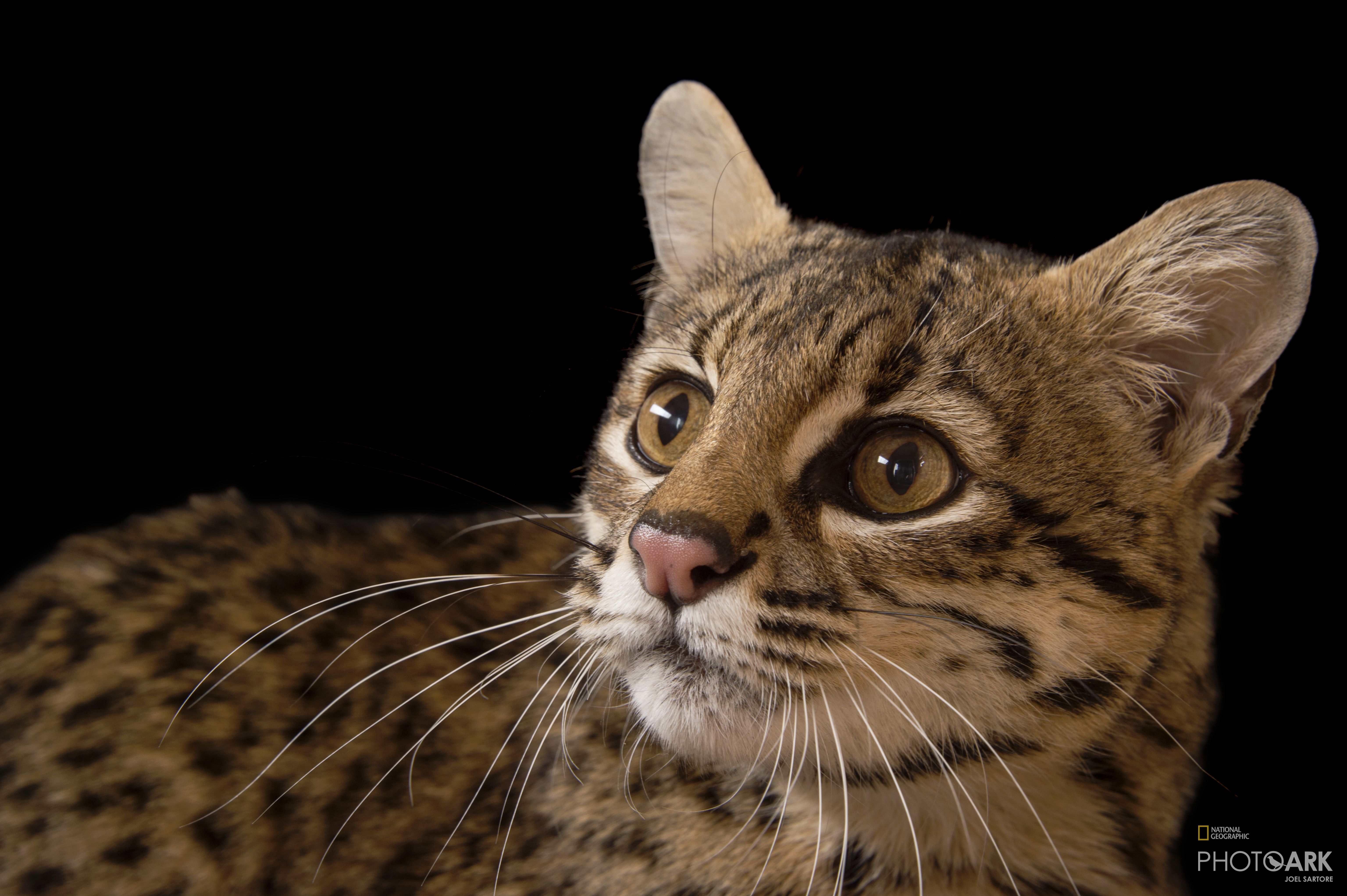 Photo Ark Home Geoffroy S Cat National Geographic Society
