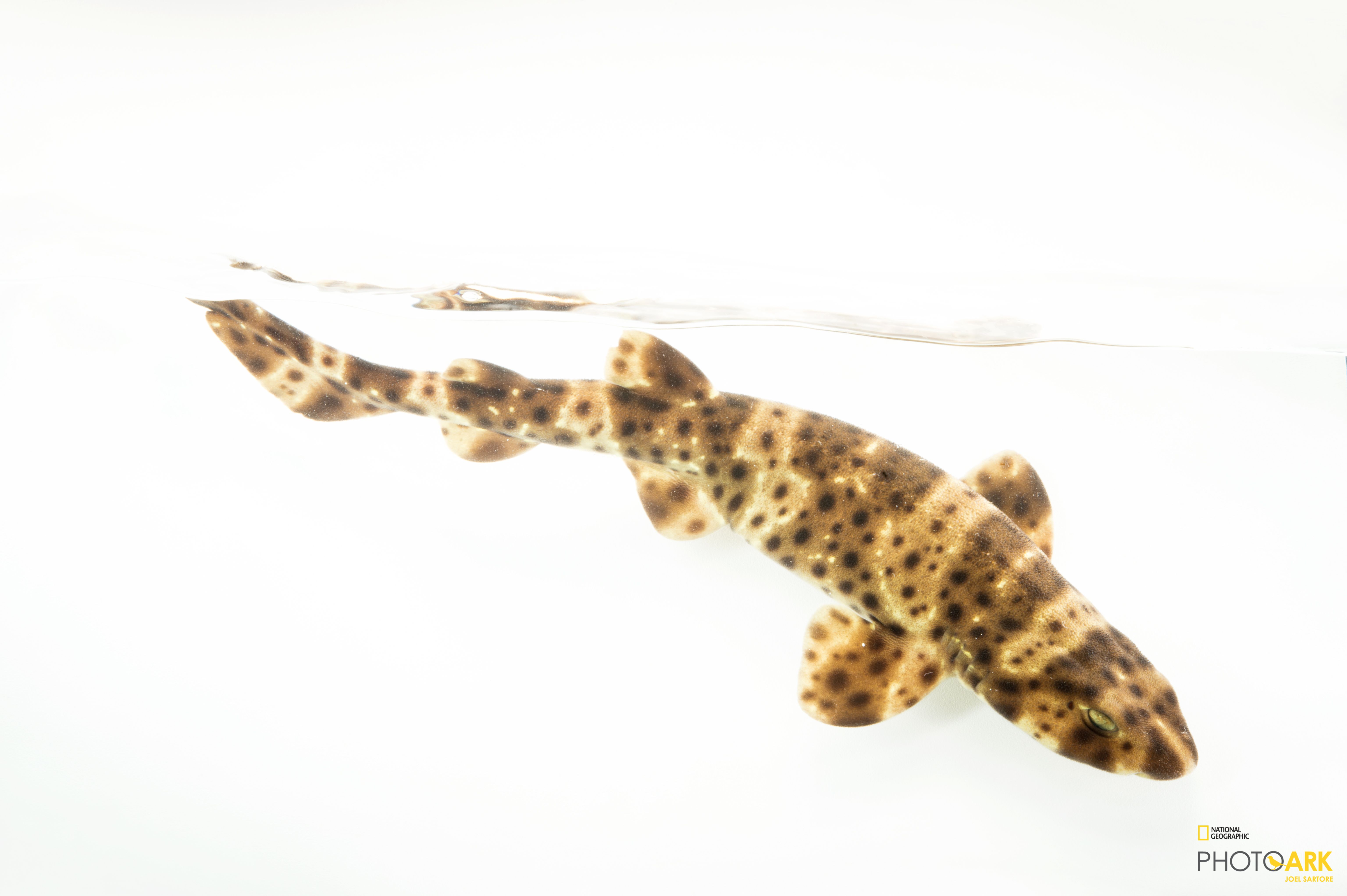 Photo Ark Home Swellshark National Geographic Society