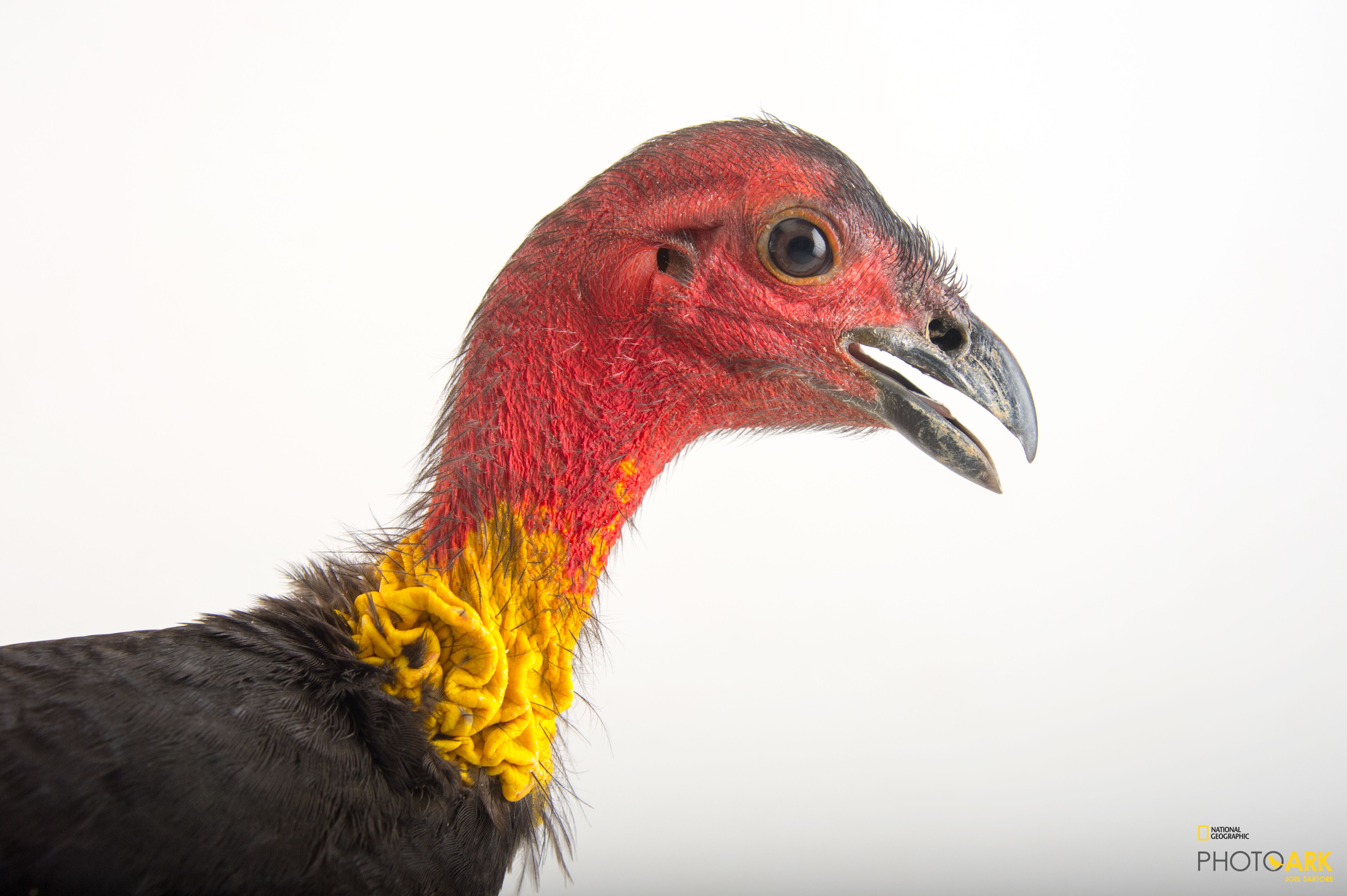 Photo Ark Home Australian Brush Turkey National Geographic Society