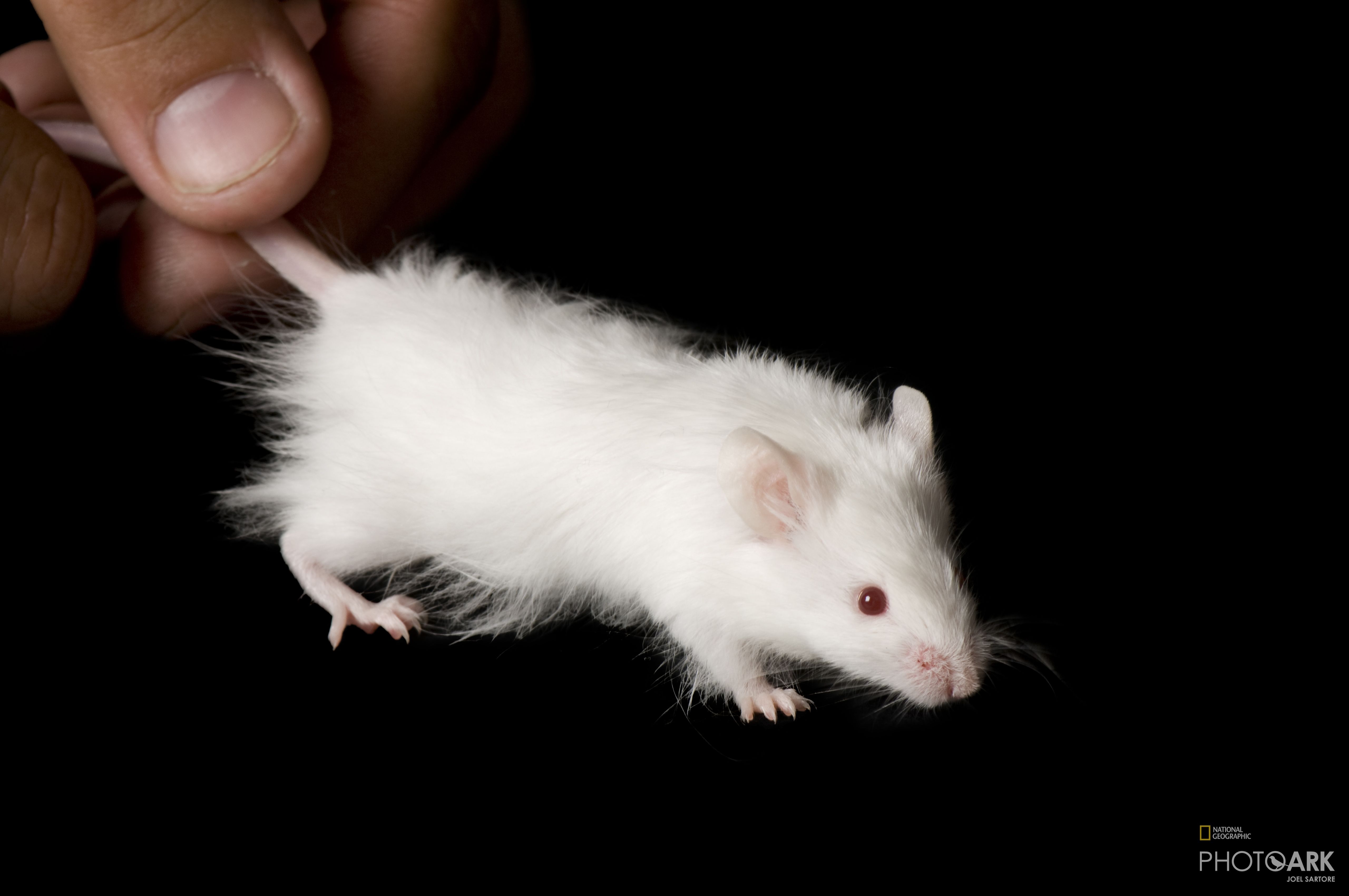 Photo Ark Home Albino Domestic Mouse | National Geographic Society