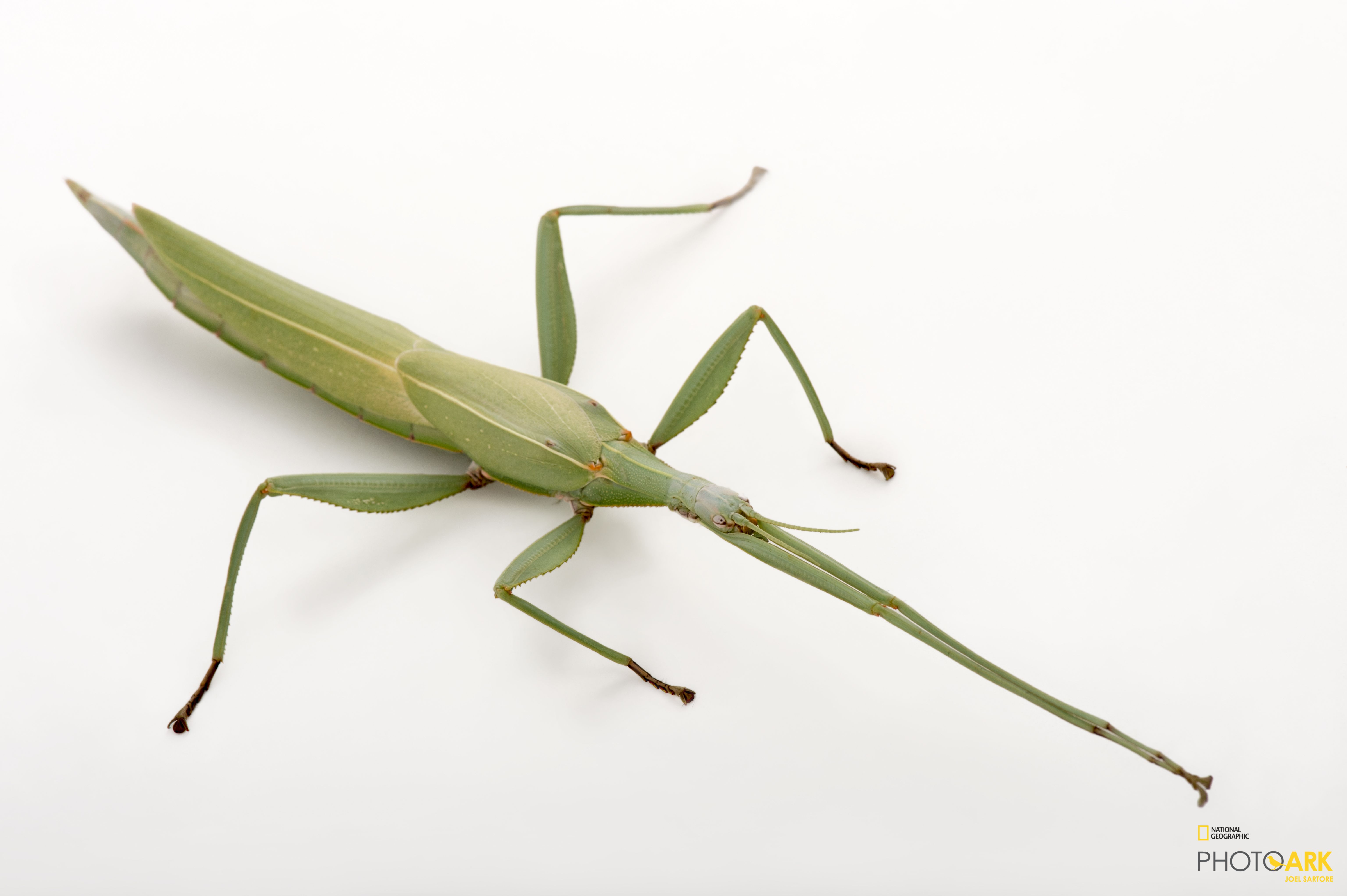 Photo Ark Home Children's Stick Insect National Geographic Society