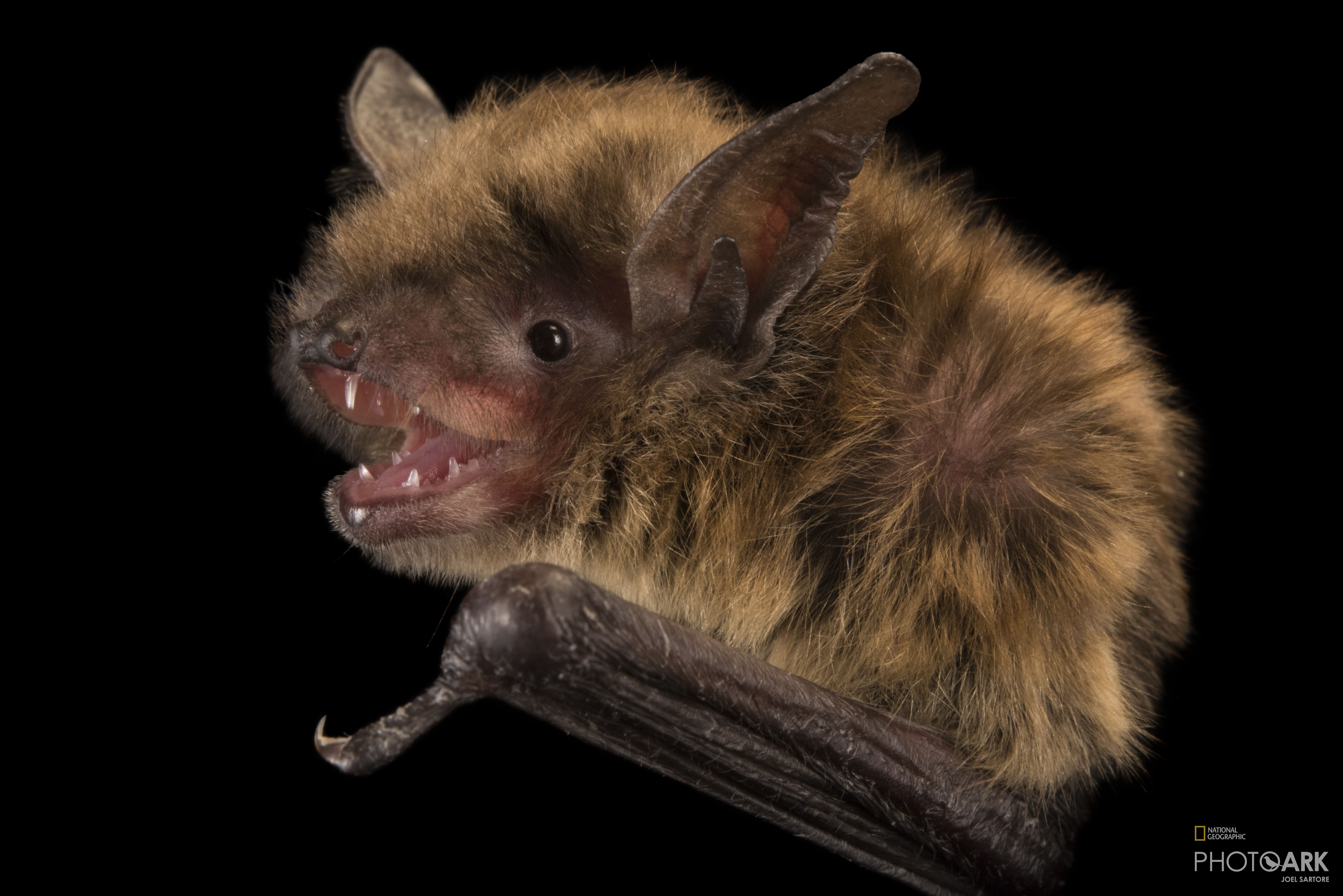 Photo Ark Home Little Brown Bat National Geographic Society