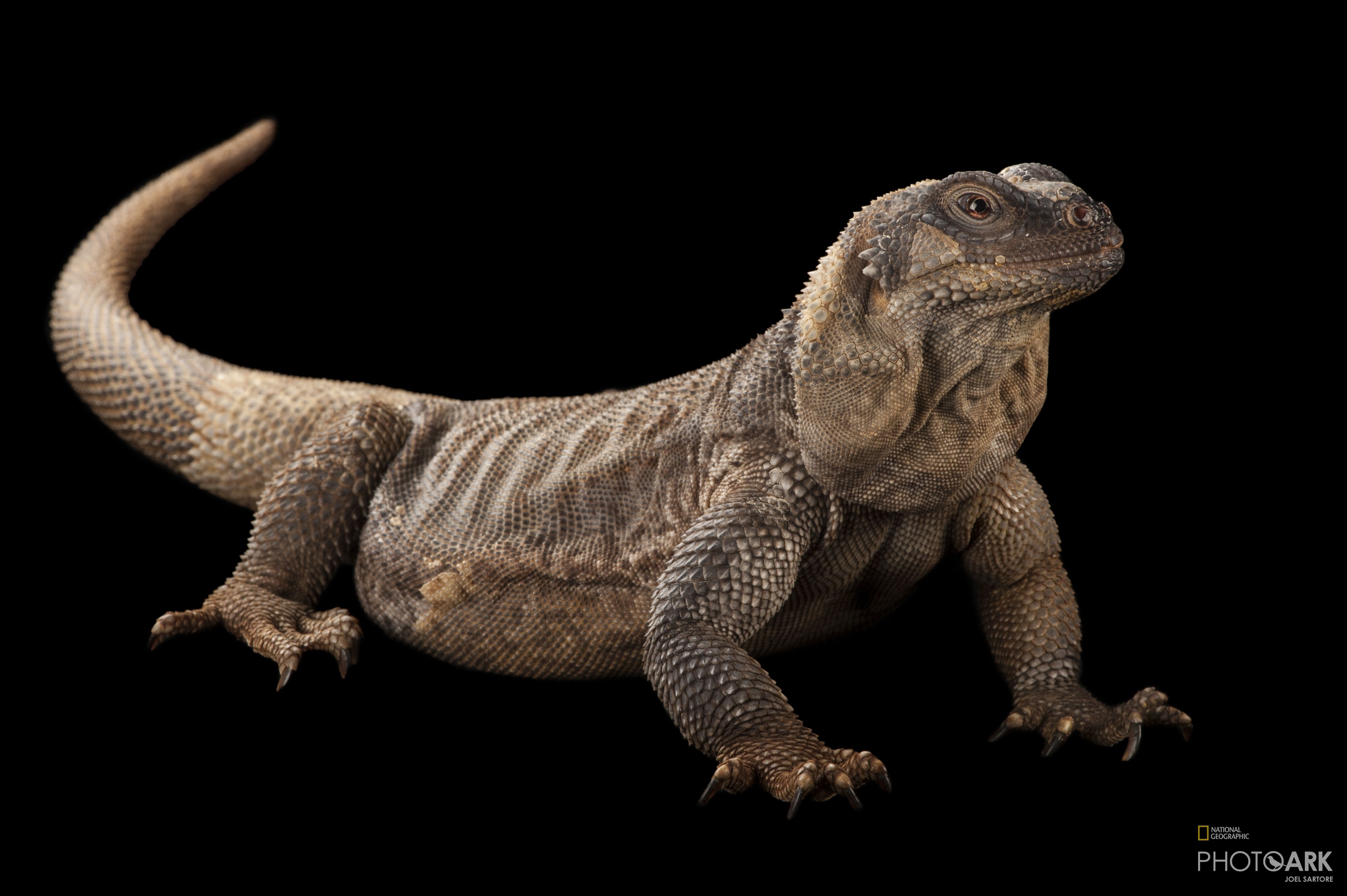 Photo Ark Home Angel Island Chuckwalla Also Known As A Spiny Chuckwalla