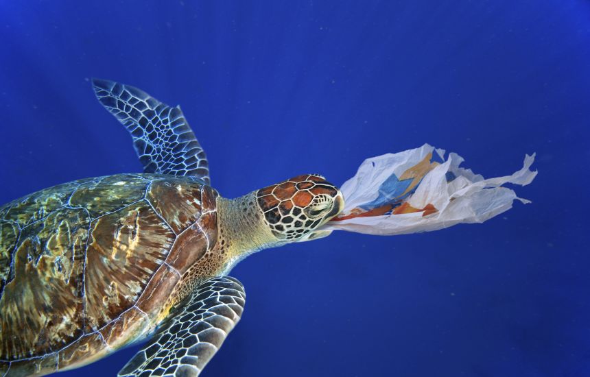 Sea Turtle eating plastic zoomed