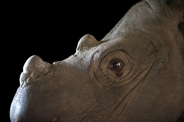 Photo Ark Home Sumatran Rhino | National Geographic Society