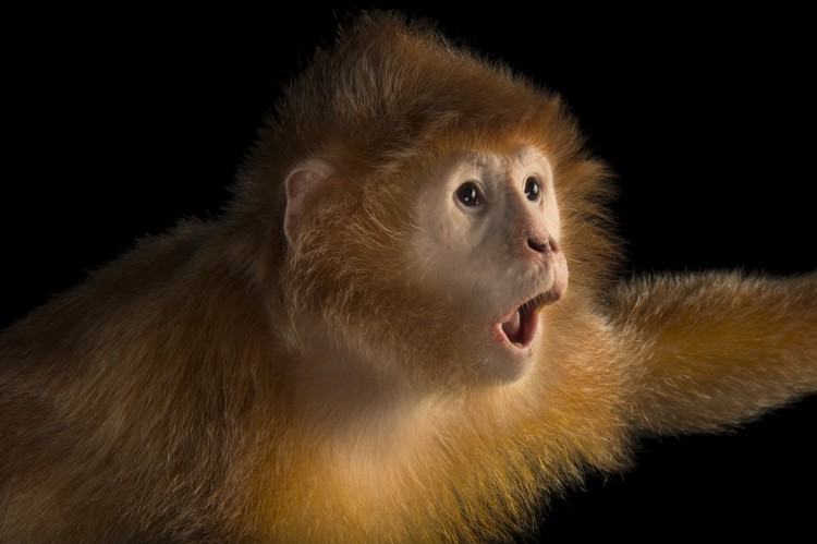 Javan Lutung