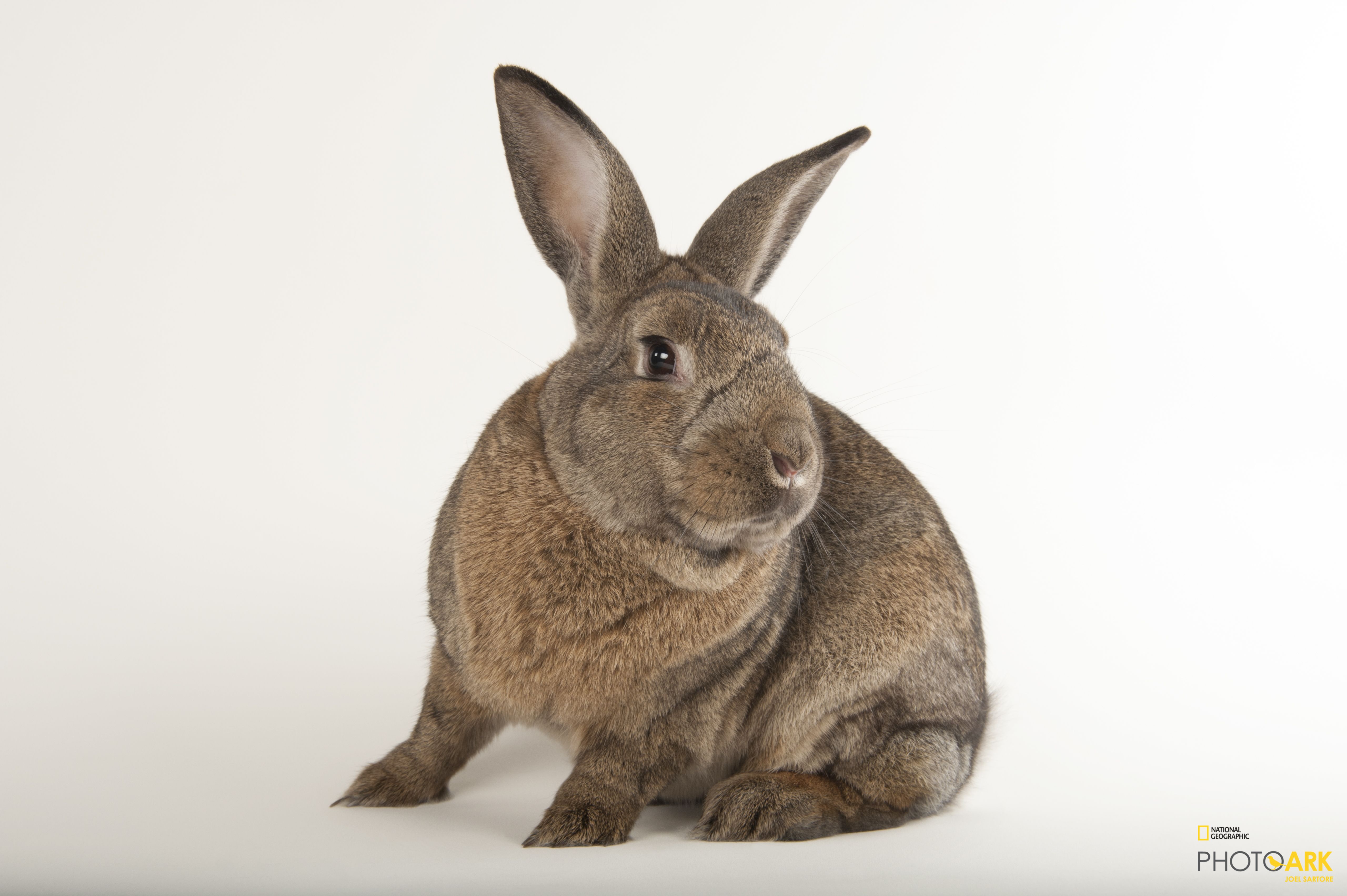 photo ark home flemish giant rabbit national geographic society