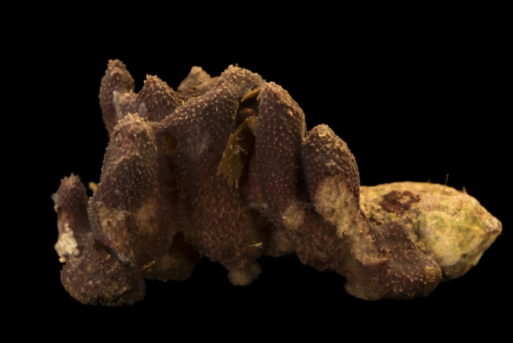 Photo Ark Home The Ethereal Sponge National Geographic Society