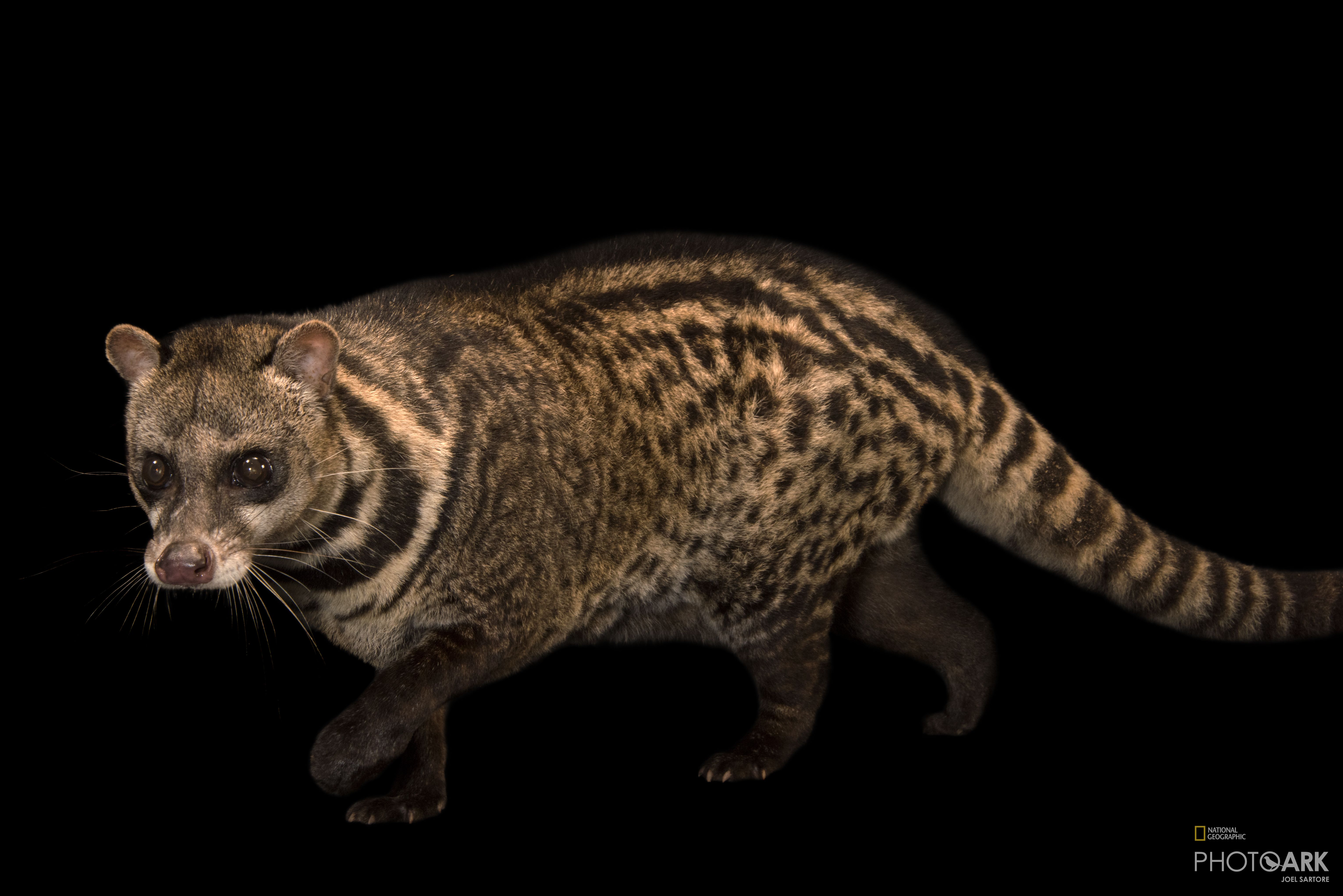 Photo Ark Home Malay Civet National Geographic Society