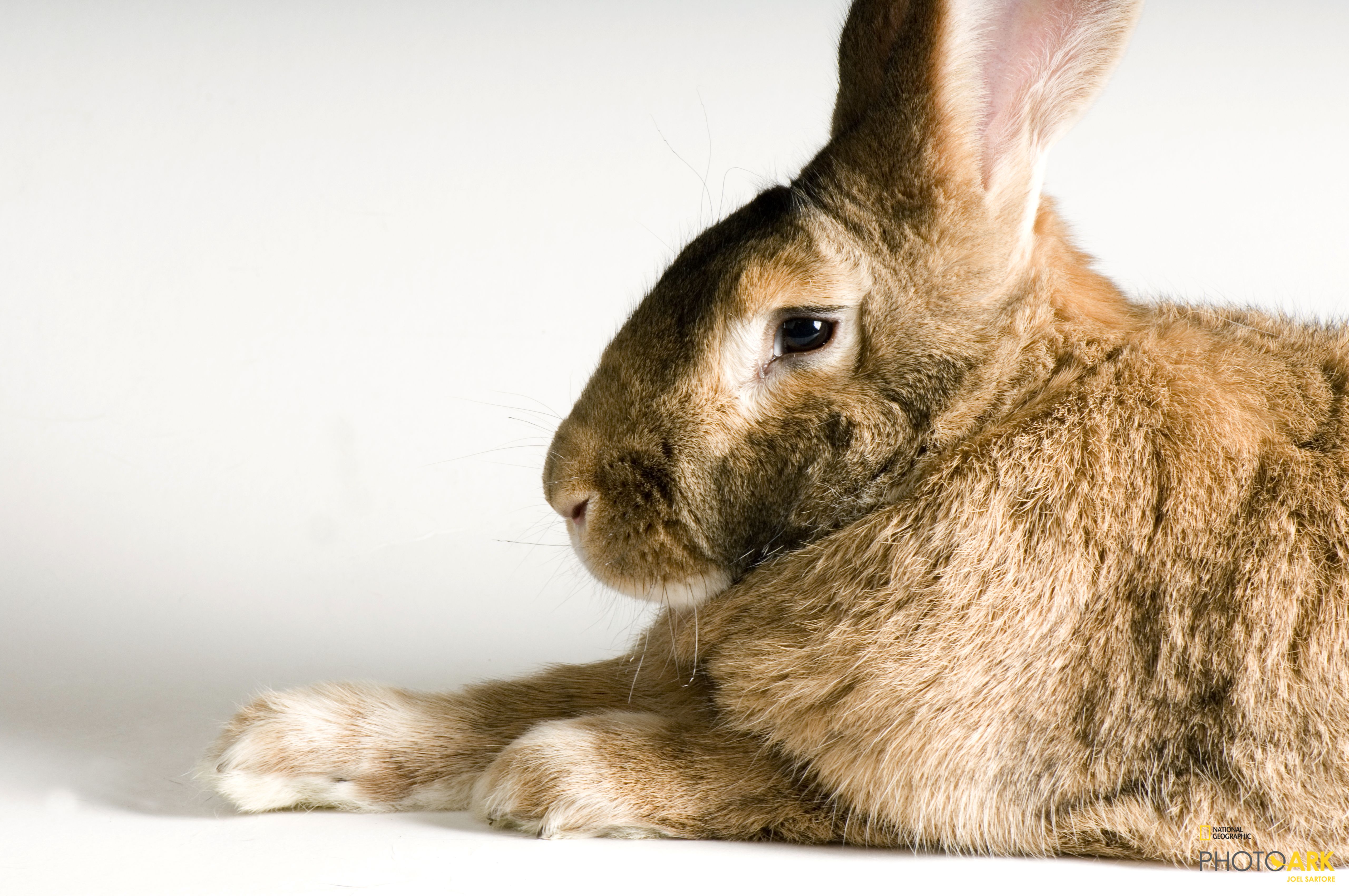 photo ark home flemish giant rabbit national geographic society