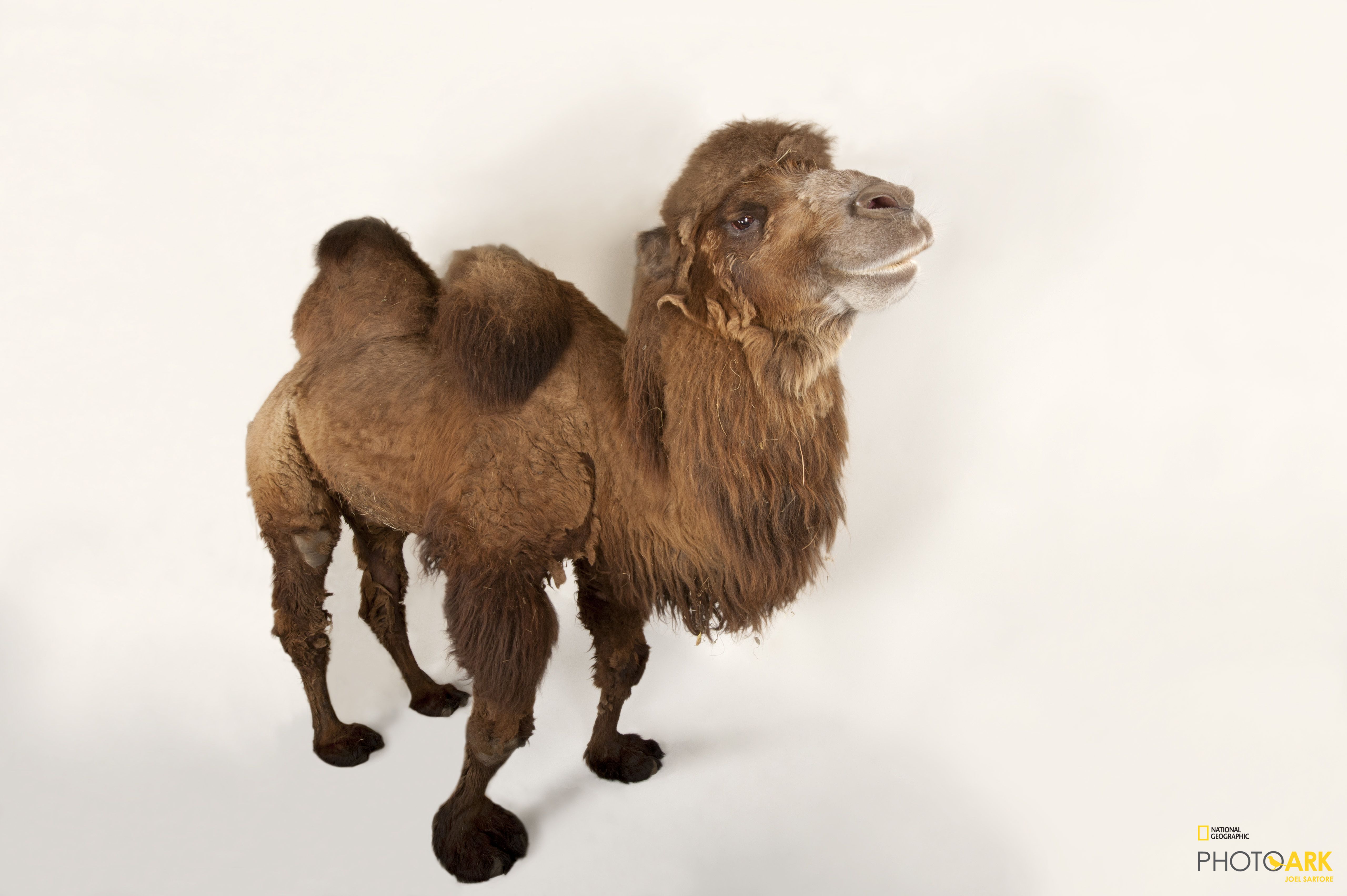 Photo Ark Home Critically Endangered Bactrian Camel National Geographic Society
