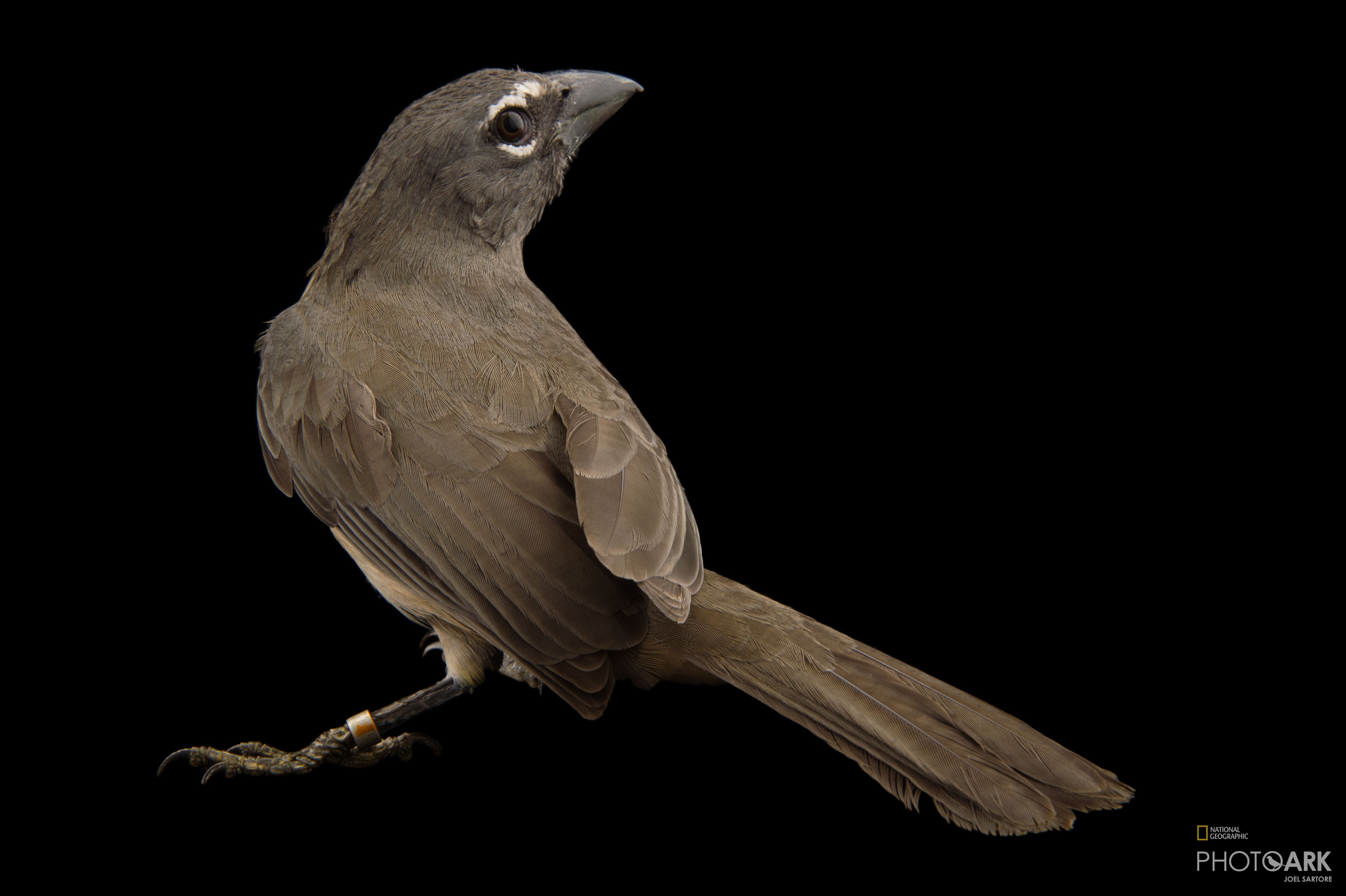 Photo Ark Home Greyish Saltator National Geographic Society