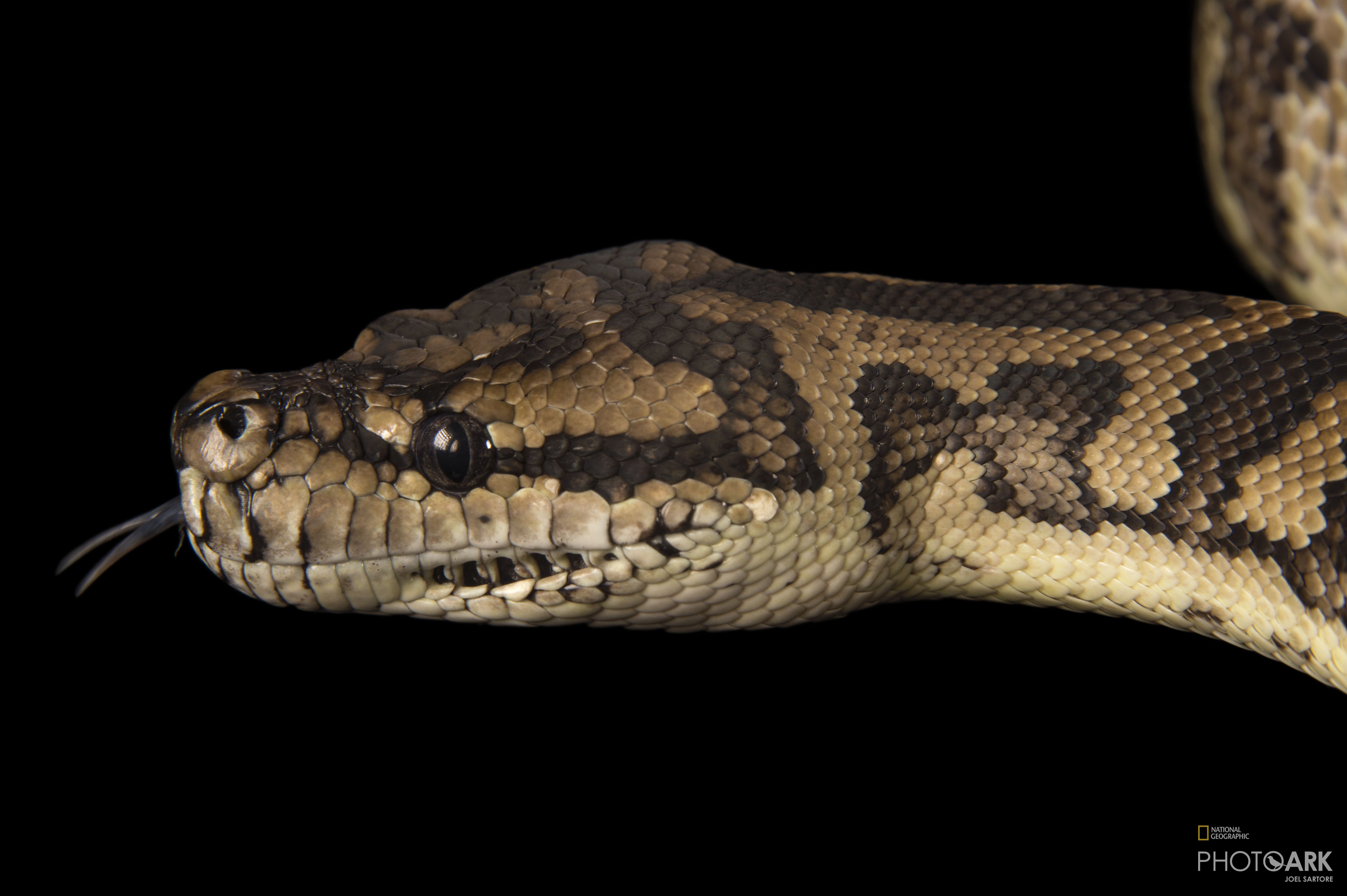 Coastal Carpet Python Habitat - Carpet Vidalondon