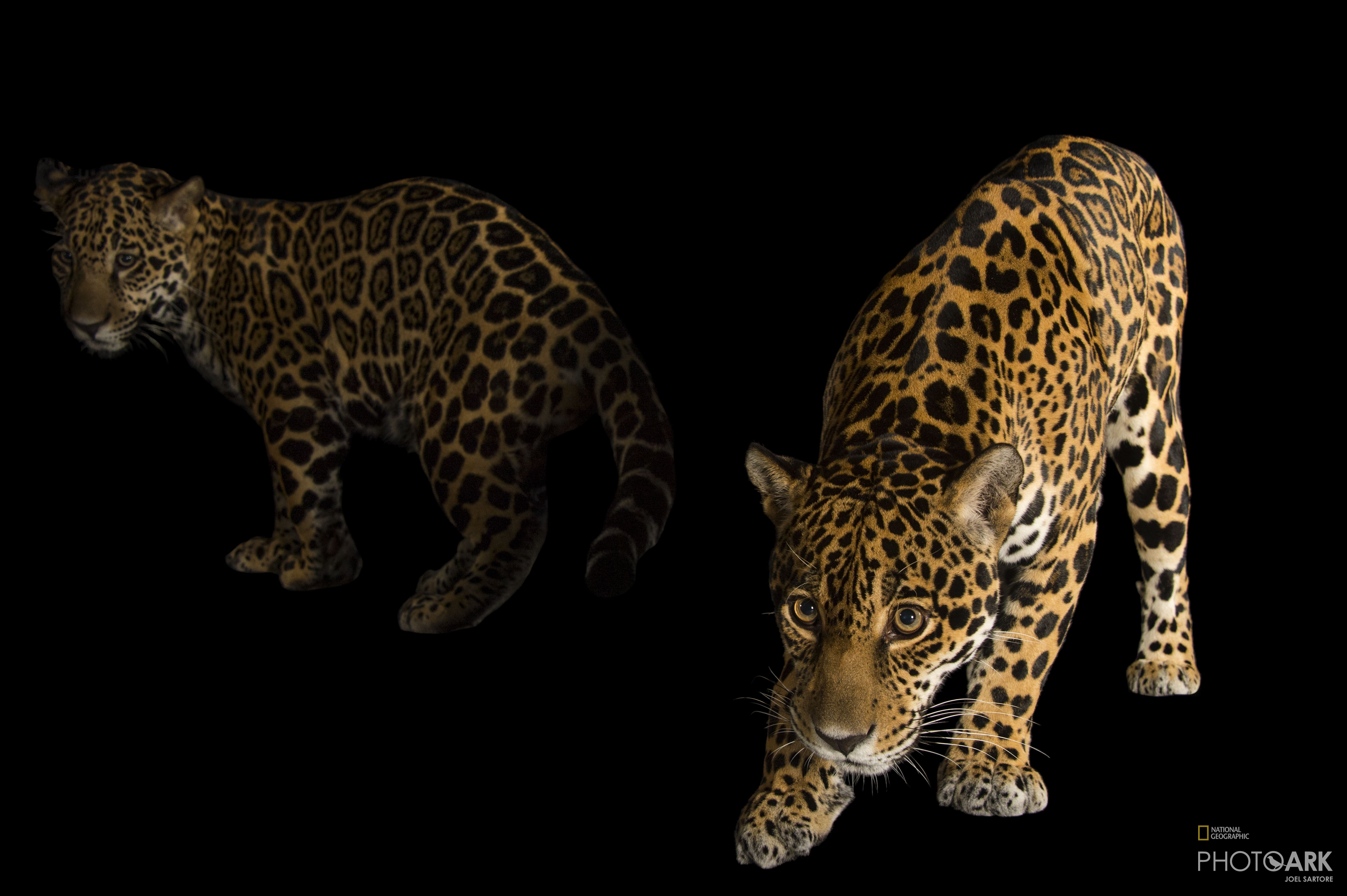 Photo Ark Home Jaguar National Geographic Society