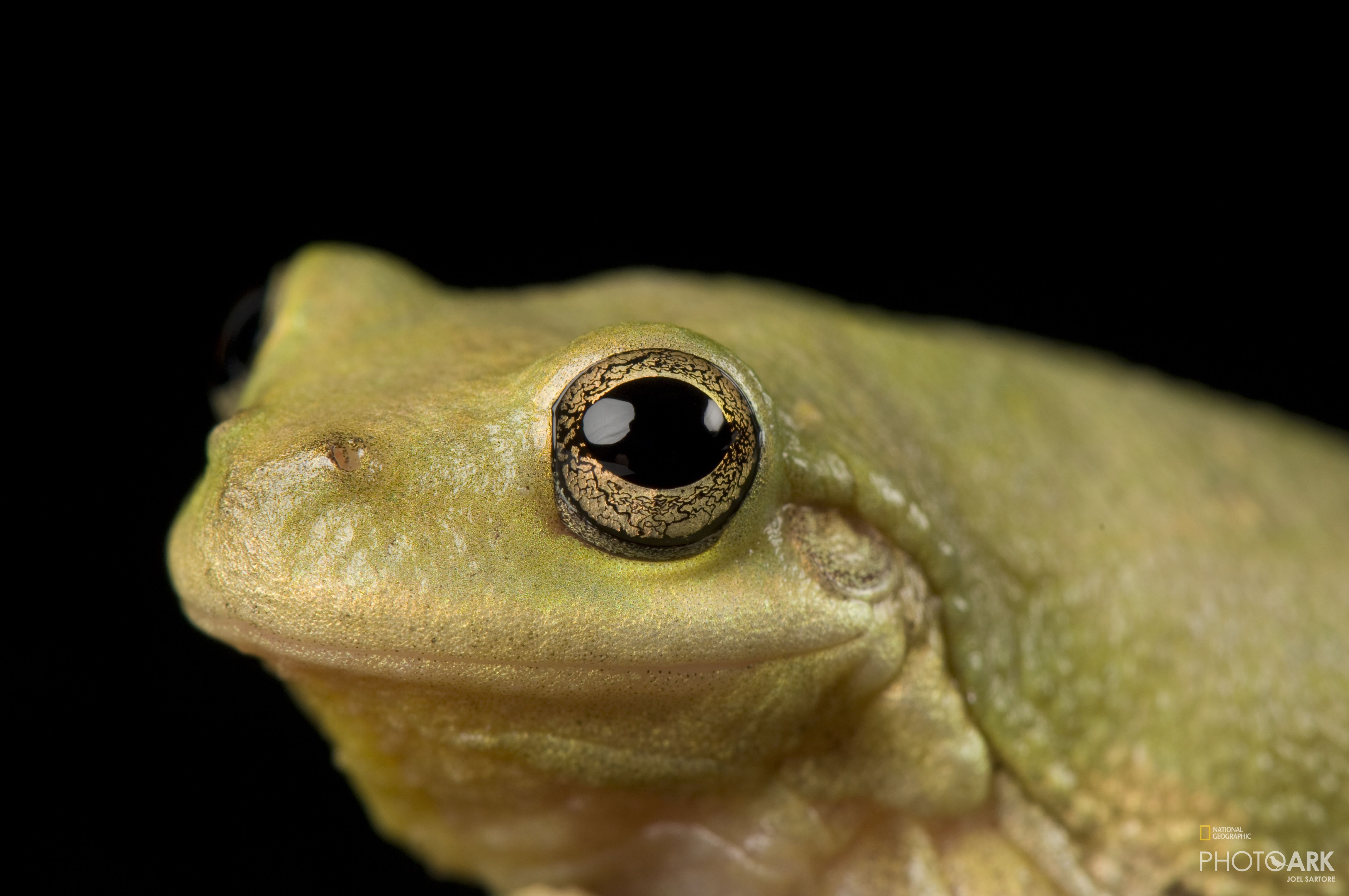 pix Barking Tree Frog South Carolina national geographic society